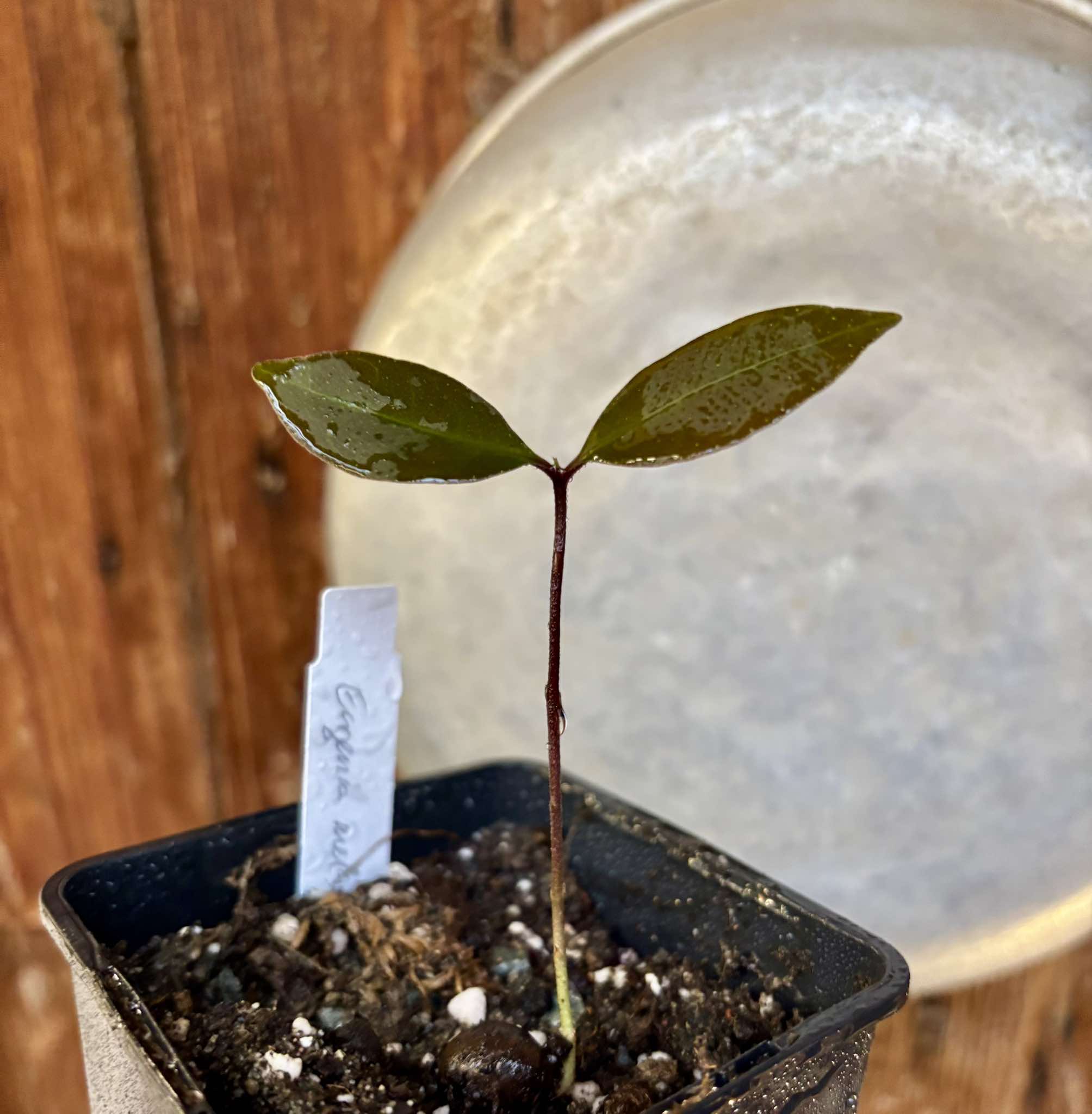 Piuna da Mata Atlantica (Eugenia melanogyna) - 1 small potted seedling / 1 kleiner, getopfter Sämling Piuna da Mata Atlantica (Eugenia melanogyna) - 1 small potted seedling / 1 kleiner, getopfter Sämling