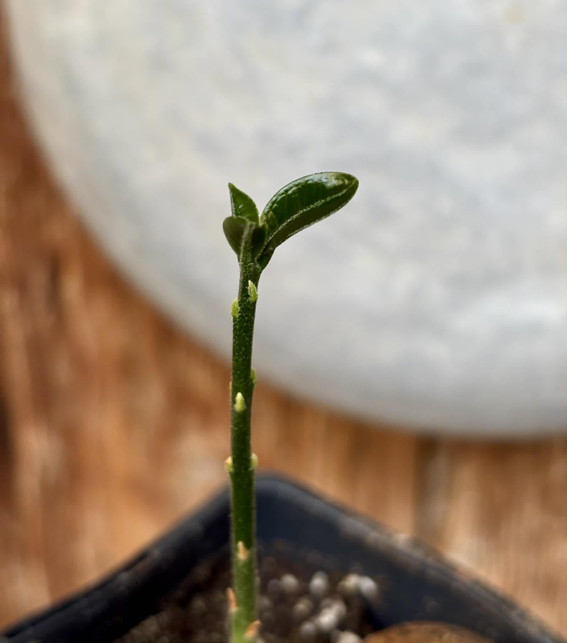 Eugenia sp Laranja Camamu - 1 potted seedling / 1 getopfter Sämling