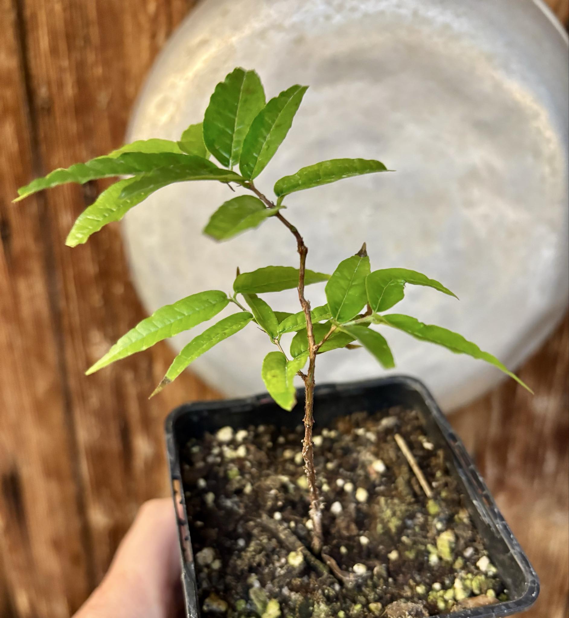 Plinia spiritosantensis var. Mucuri Velvet - 1 potted plant/ 1 getopfte Pflanze Plinia spiritosantensis var. Mucuri Velvet - 1 potted plant/ 1 getopfte Pflanze