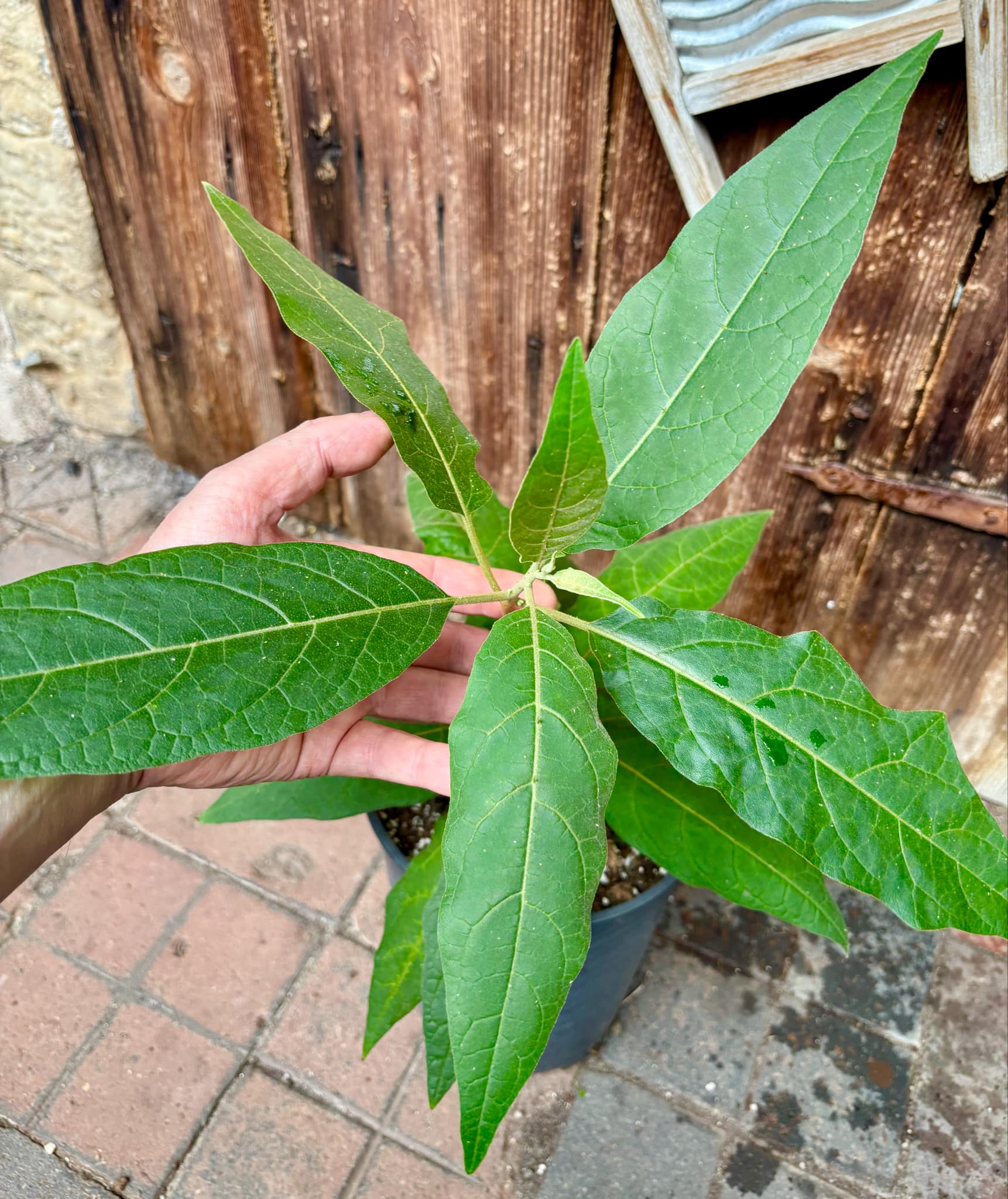 Solanum sp. Mata Escura - 1 potted plant / 1 getopfte Pflanze