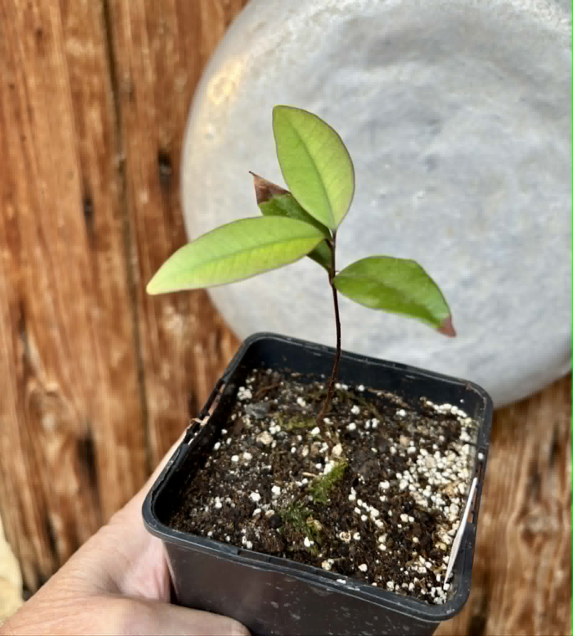 Eugenia sp Independencia - 1 potted seedling / 1 getopfter Sämling