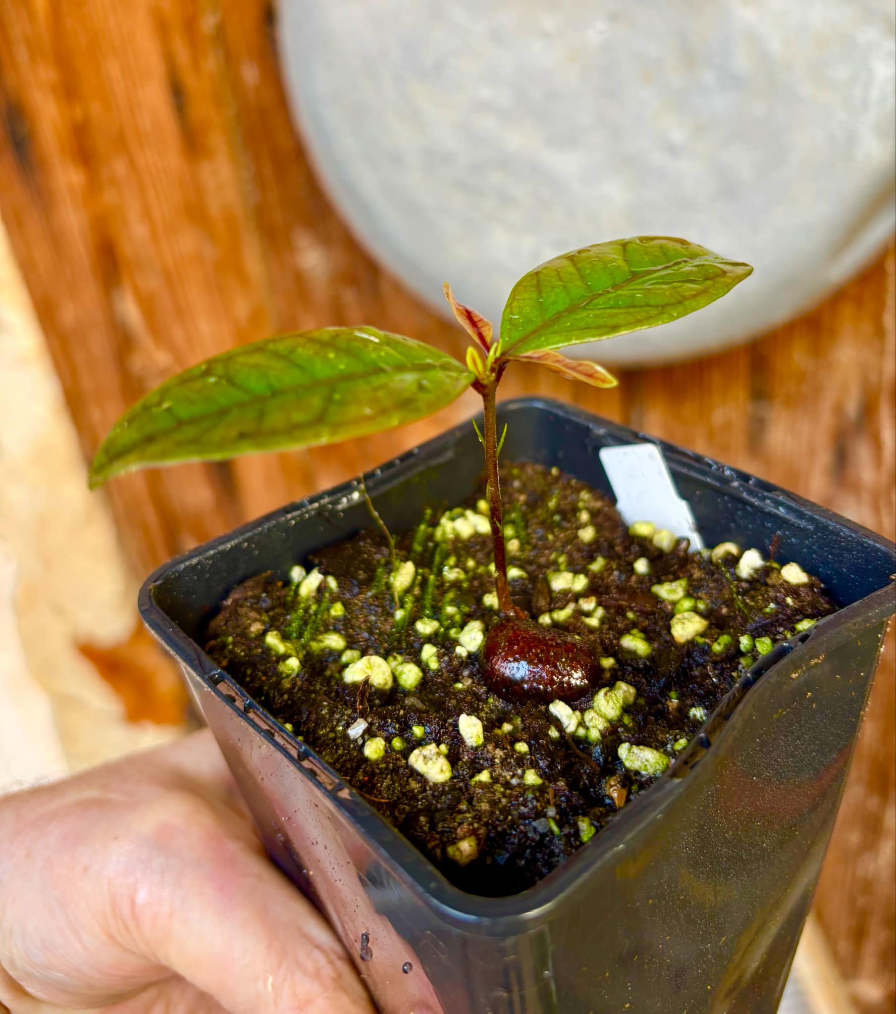 Eugenia sp de Talo -  1 small potted seedling / 1 kleiner, getopfter Sämling