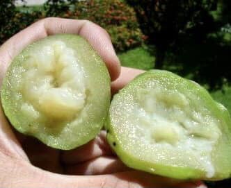 Campomanesia phaea - Flying Saucer Fruit - Cambuci  - 1  potted plant / 1 getopfte Pflanze