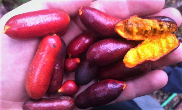 Fingersop (Meiogyne cylindrocarpa) - 1 fresh seed / 1 frischer Samen