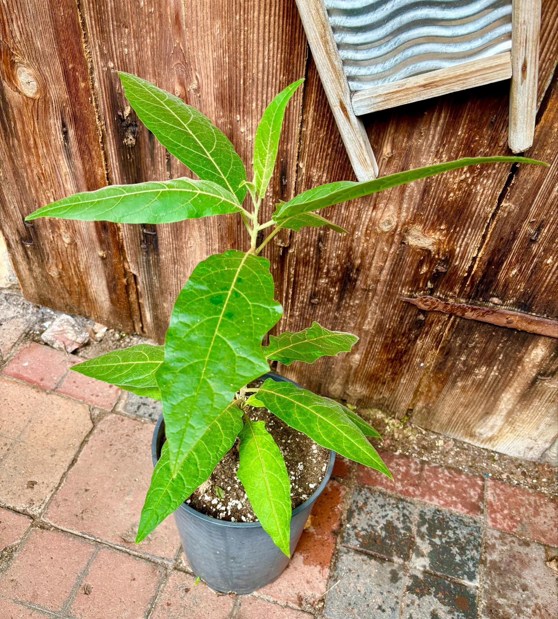 Solanum sp. Mata Escura - 1 potted plant / 1 getopfte Pflanze