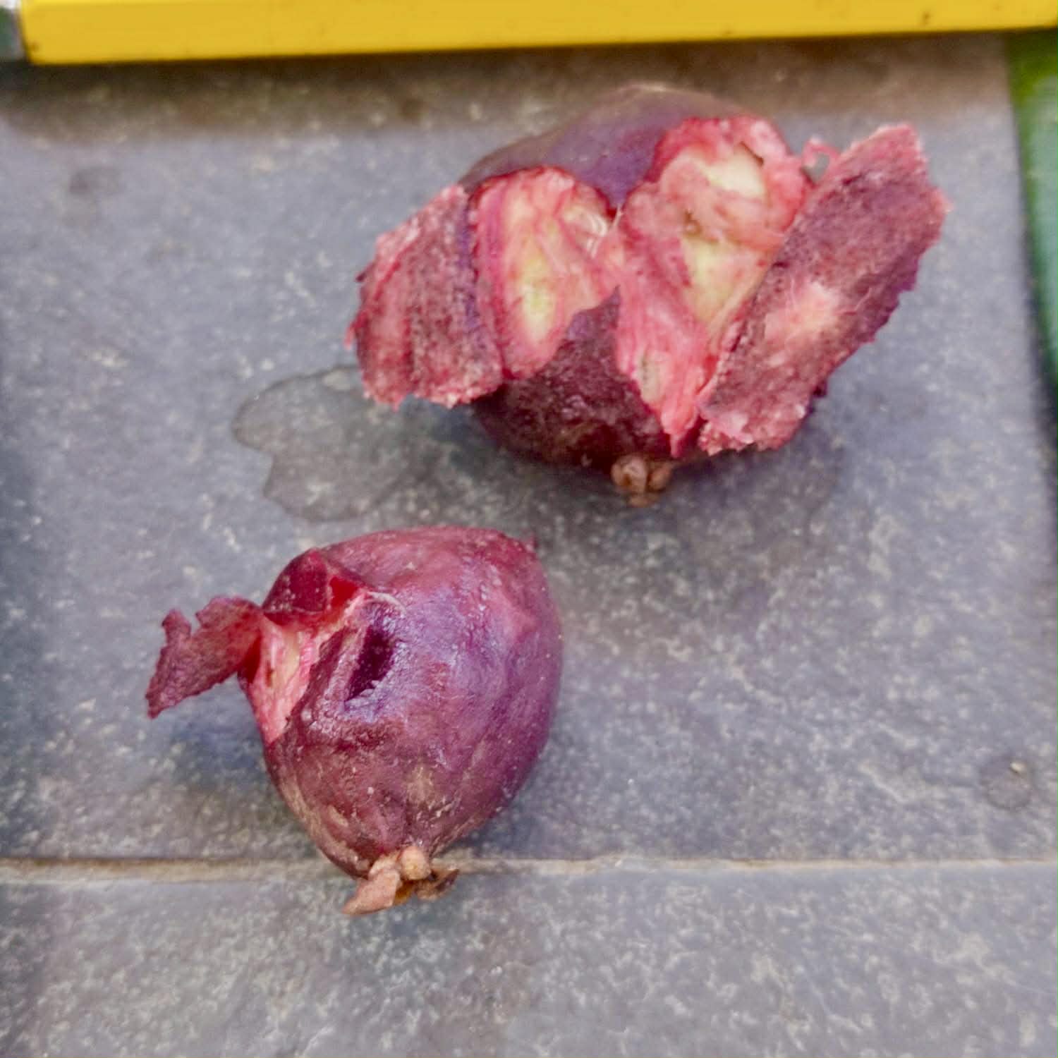 Pre Order - Plinia spiciflora -  1 fresh seed / 1 frischer Samen