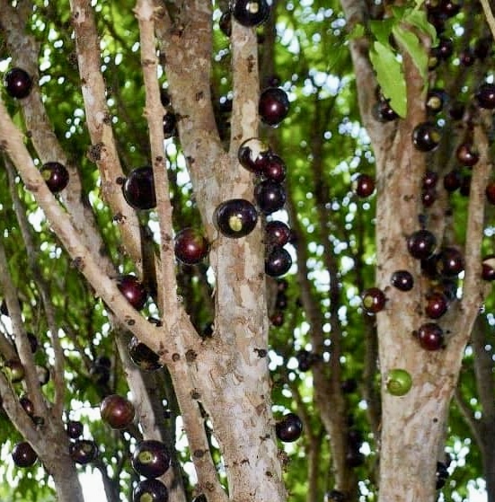 10 years old - Jaboticaba Val Paraiso (Plinia coronata var. Val Paraiso) - 1 potted plant / 1 getopfte Pflanze 