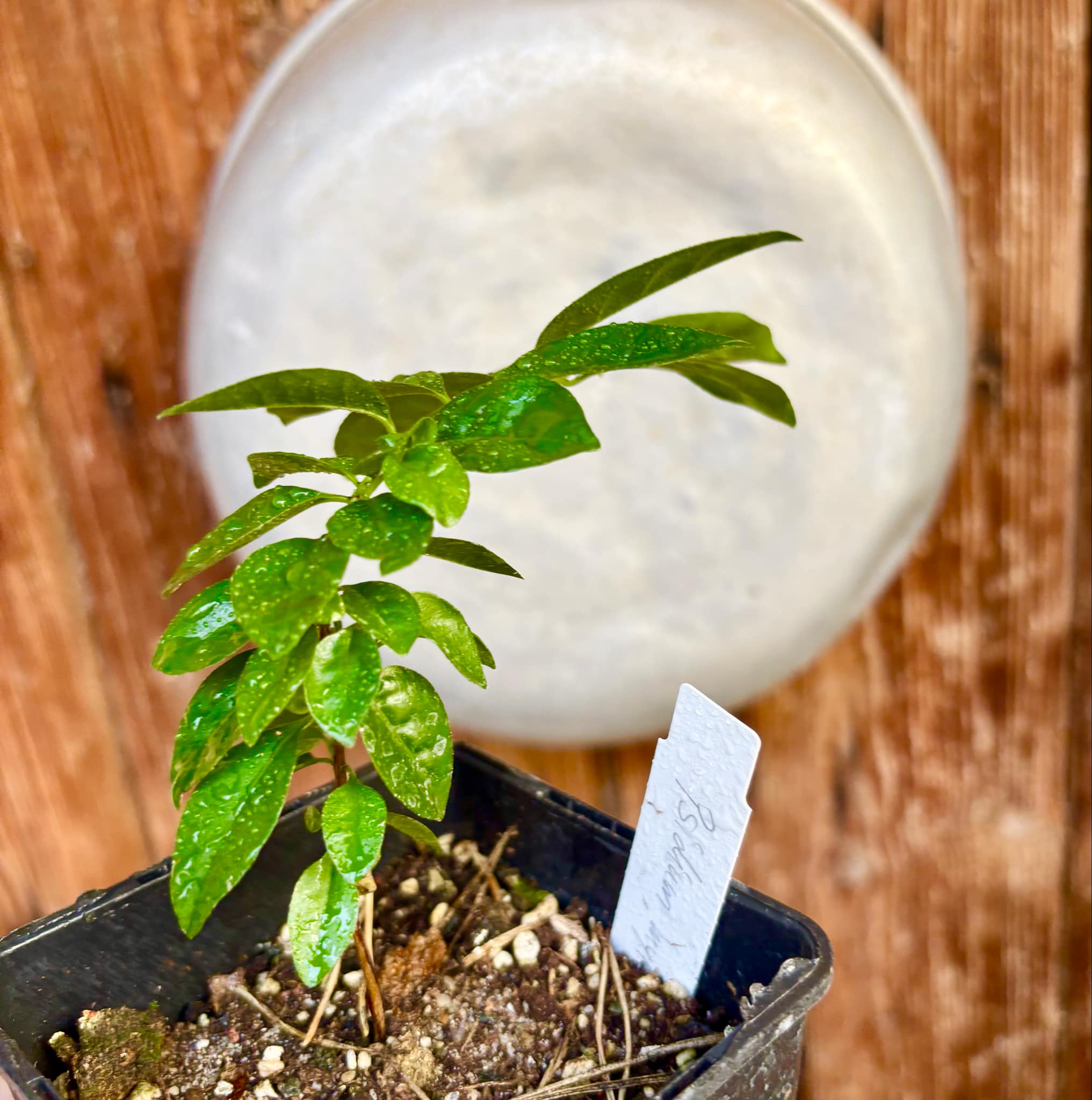 Purple Forest Guave - Psidium myrtoides  - 1 small potted seedling / 1 kleiner, getopfter Sämling