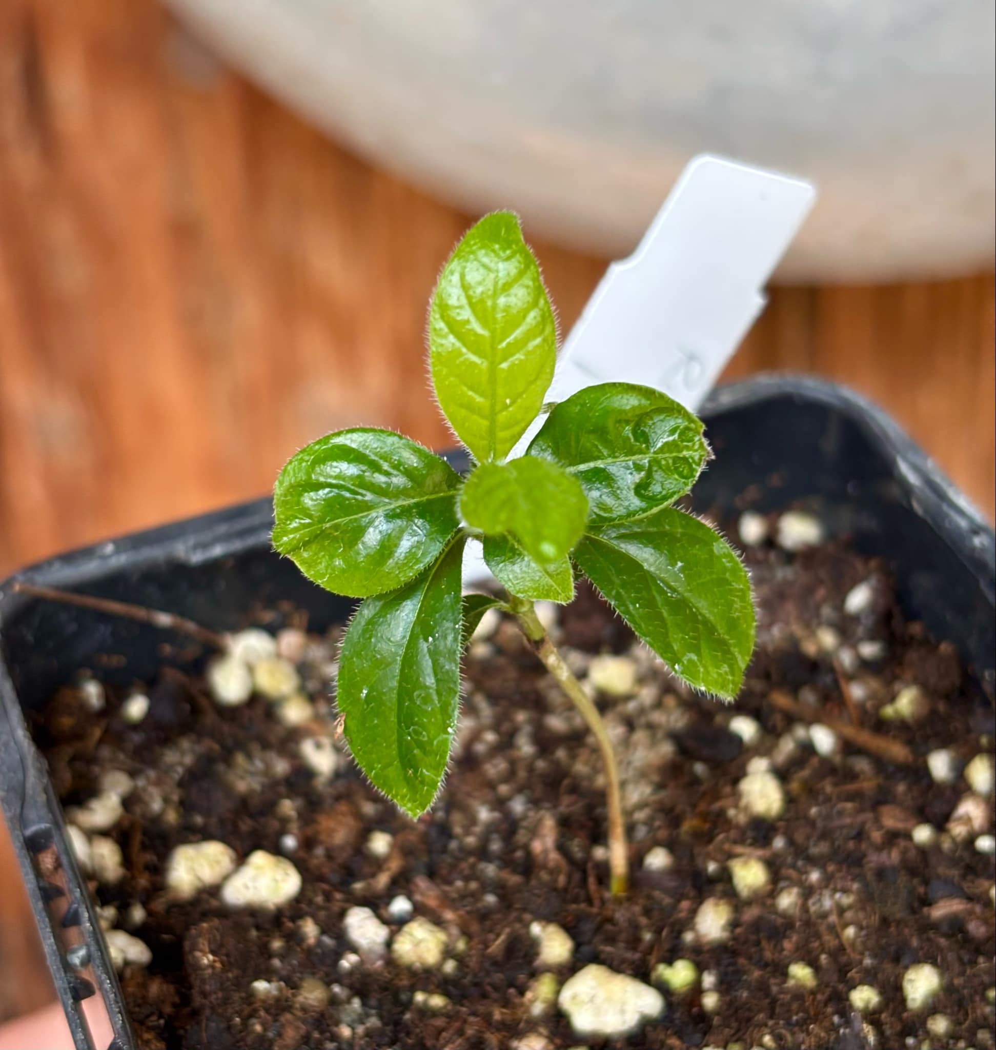 Randia sp Mexico  - 1 small seedling / 1 kleiner Sämling