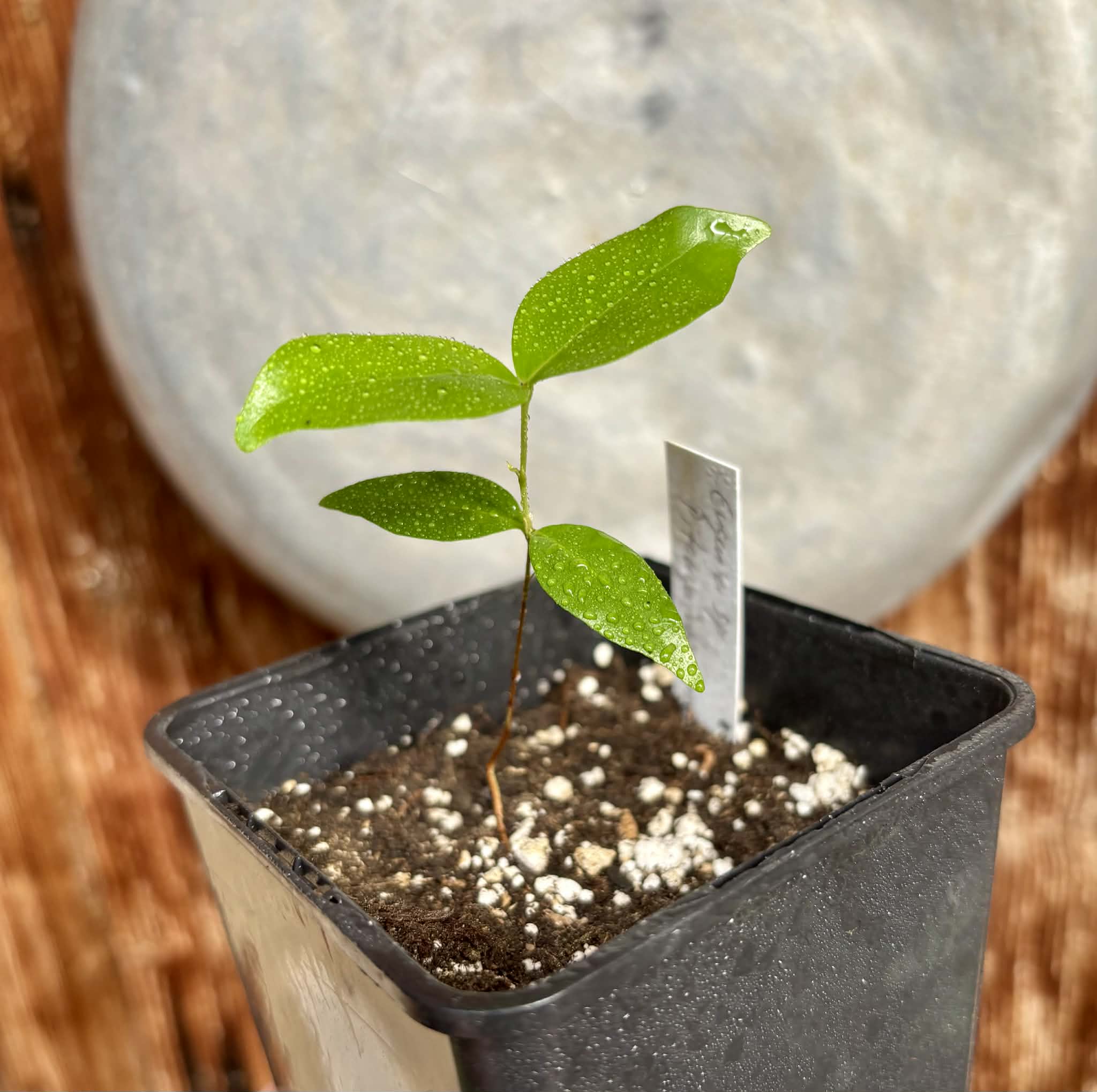 Eugenia sp Pitanguinha Orange - 1 potted seedling / 1 getopfter Sämling