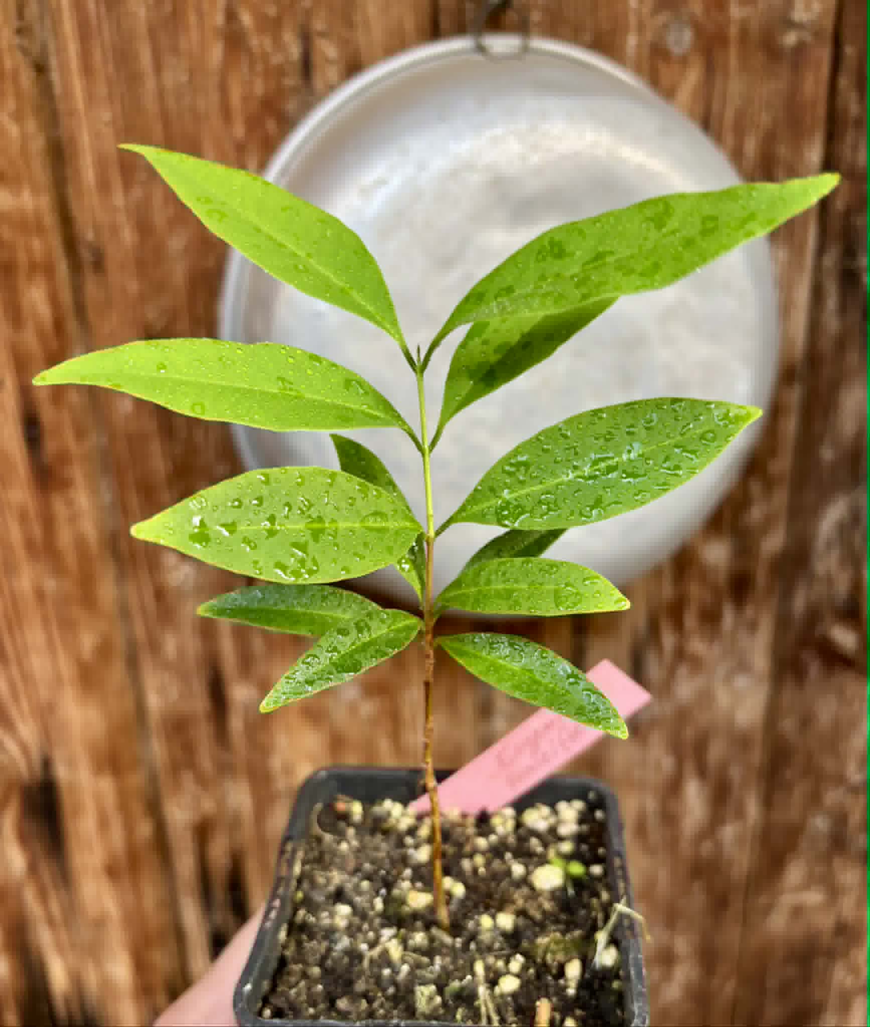 Eugenia punicifolia - 1 potted plant / 1 getopfte Pflanze