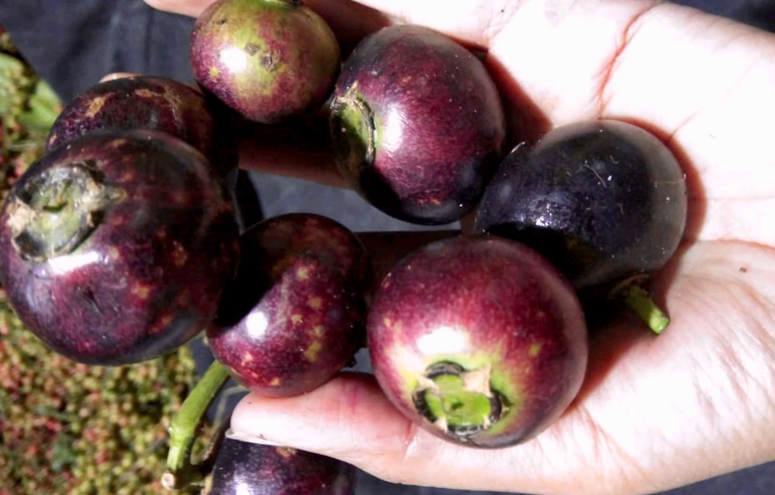 Gowok (Syzygium polycephalum) - 1 small potted seedling / 1 kleiner, getopfter Sämling Gowok (Syzygium polycephalum) - 1 small potted seedling / 1 kleiner, getopfter Sämling