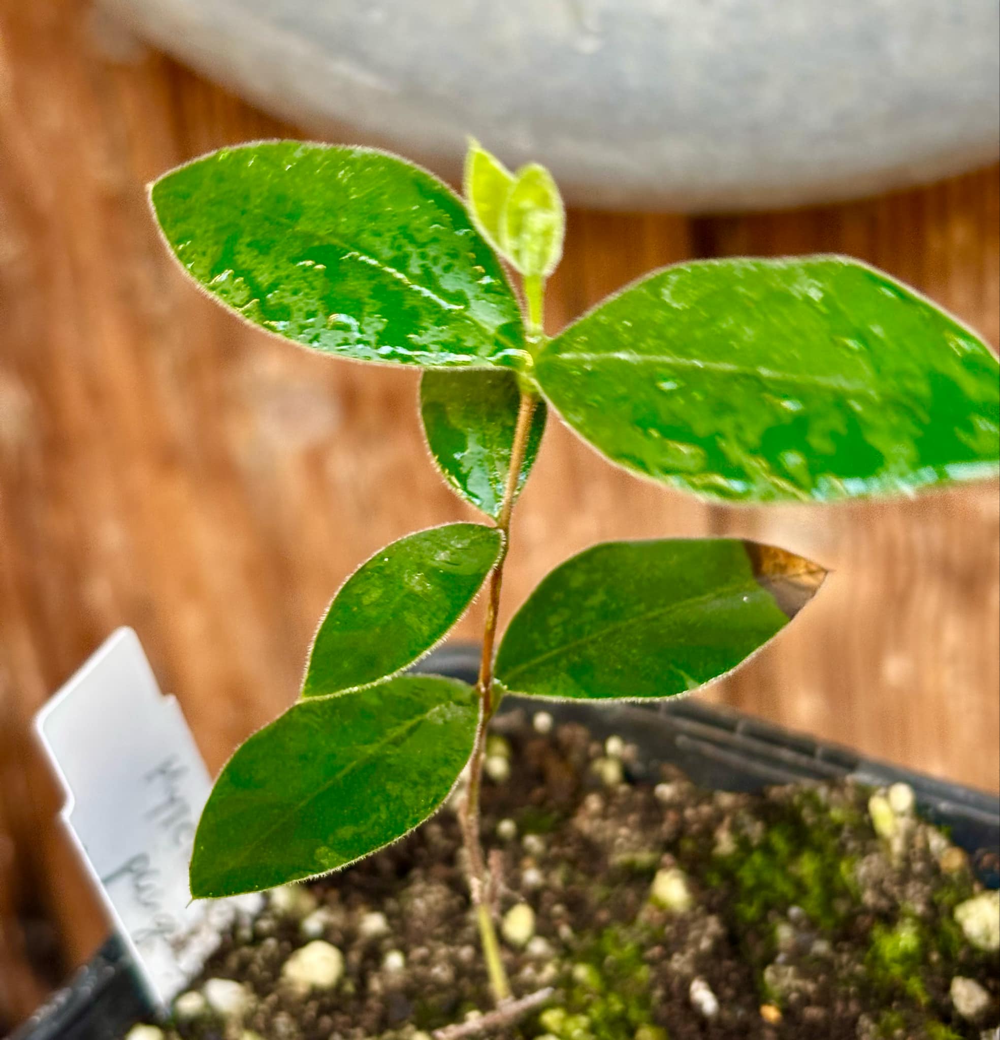 Myrcianthes pungens - Guabiju - 1 potted plant / 1 getopfte Pflanze Myrcianthes pungens - Guabiju - 1 potted plant / 1 getopfte Pflanze