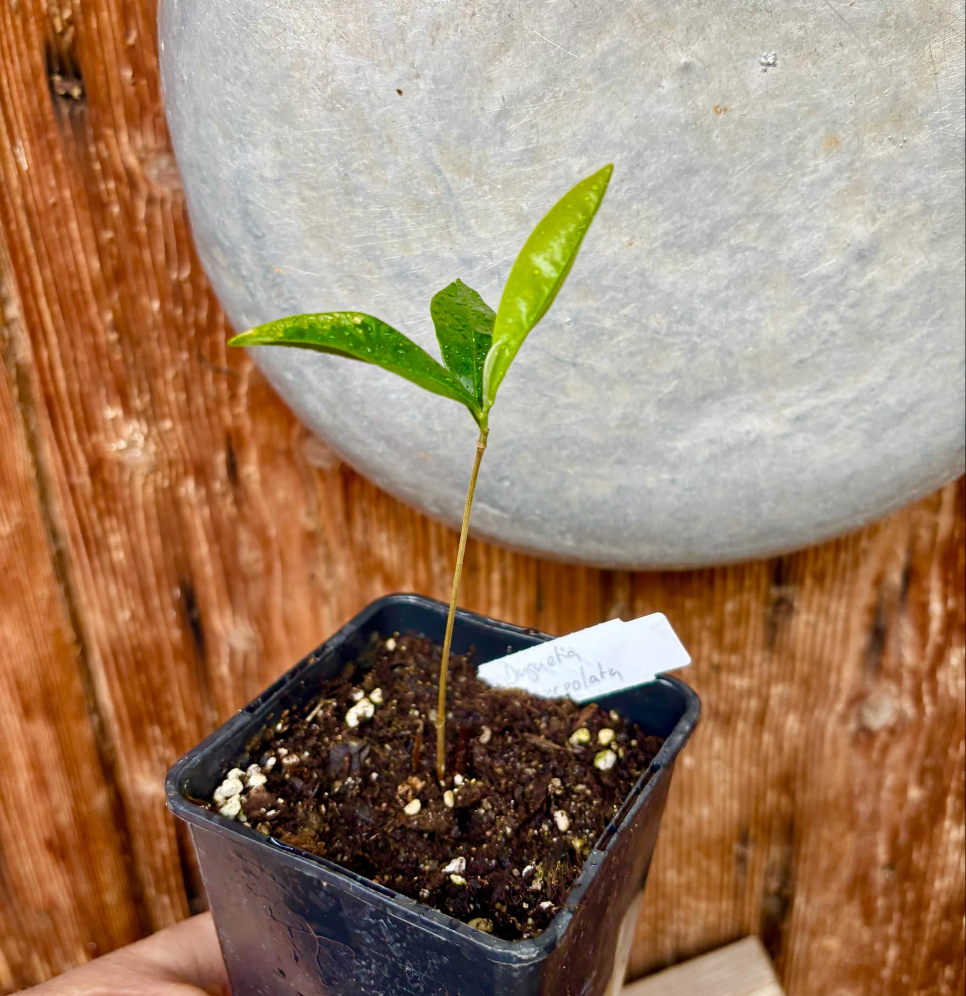 Duguetia lanceolata - Pindaiba - 1 small potted seedling / 1 kleiner, getopfter Sämling Duguetia lanceolata - Pindaiba - 1 small potted seedling / 1 kleiner, getopfter Sämling