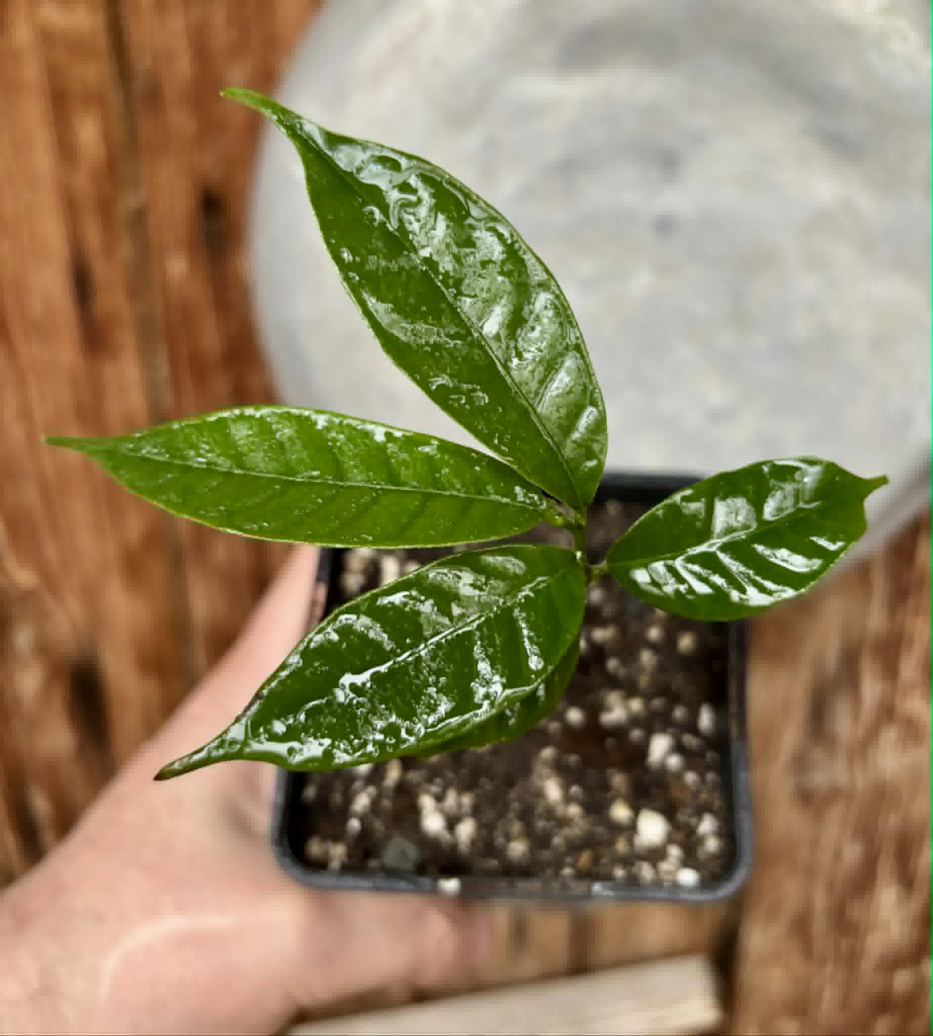 Kesusu (Prainea limpato) - 1 potted seedling / 1 getopfter Sämling
