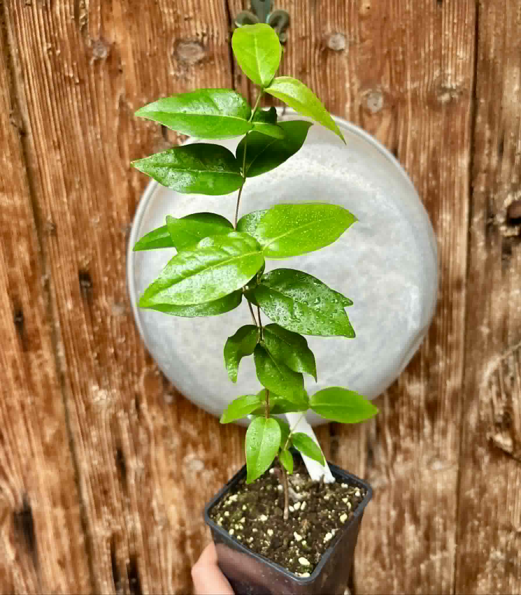 Eugenia uniflora var. red  - cultivated variety / 1 potted plant / 1 getopfte Pflanze
