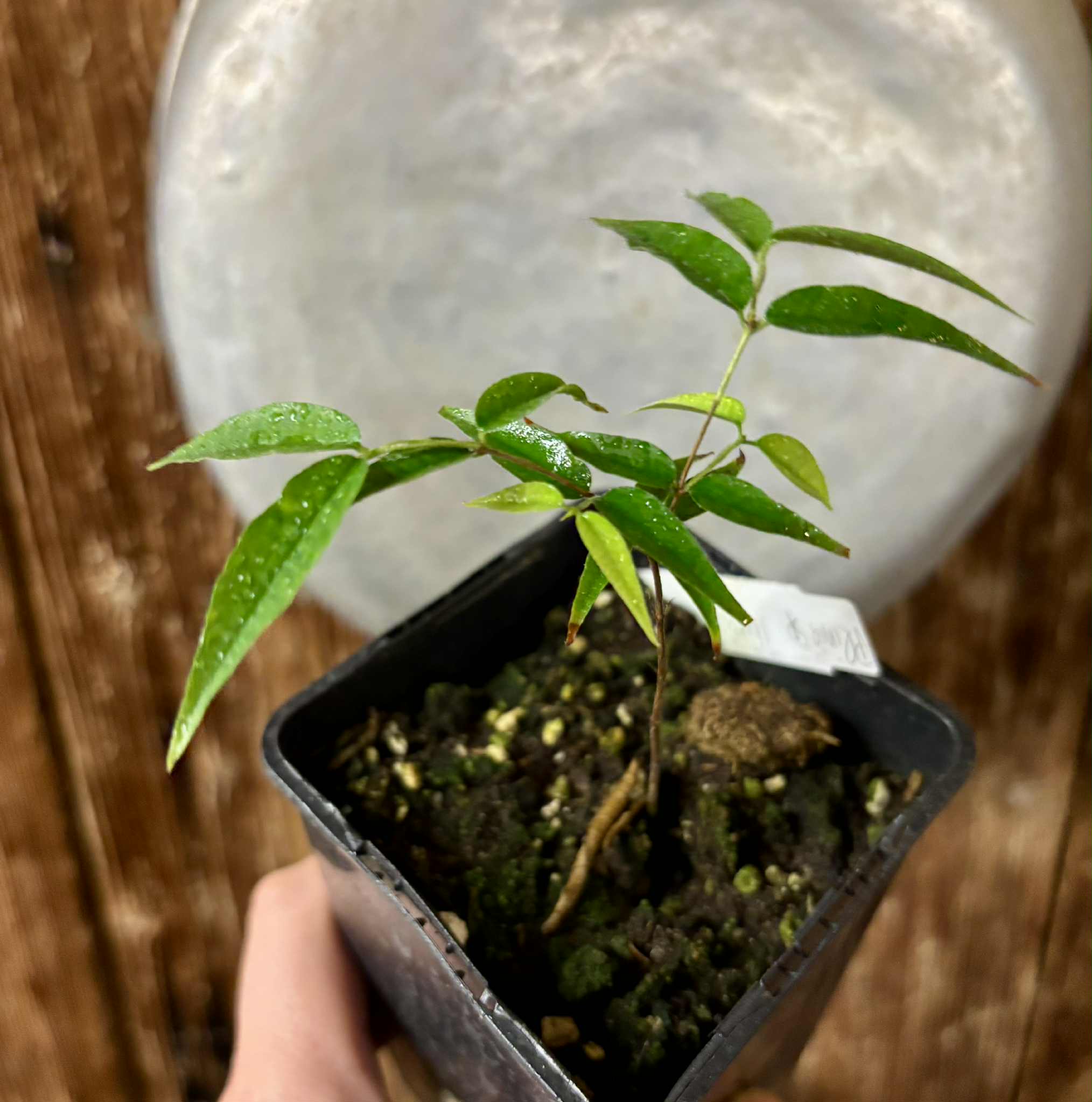 Plinia sp Ibirapitanga -  1 fresh potted seedling / 1 frisch getopfter Sämling