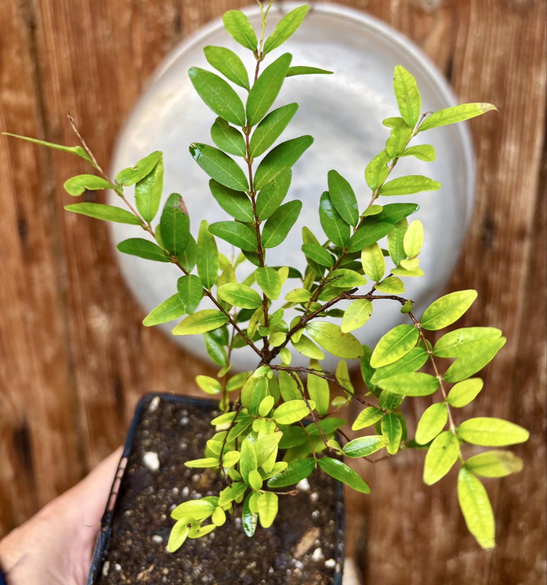 two years old - Uvaia - Eugenia pyriformis -  1 potted plant / 1 getopfte Pflanze