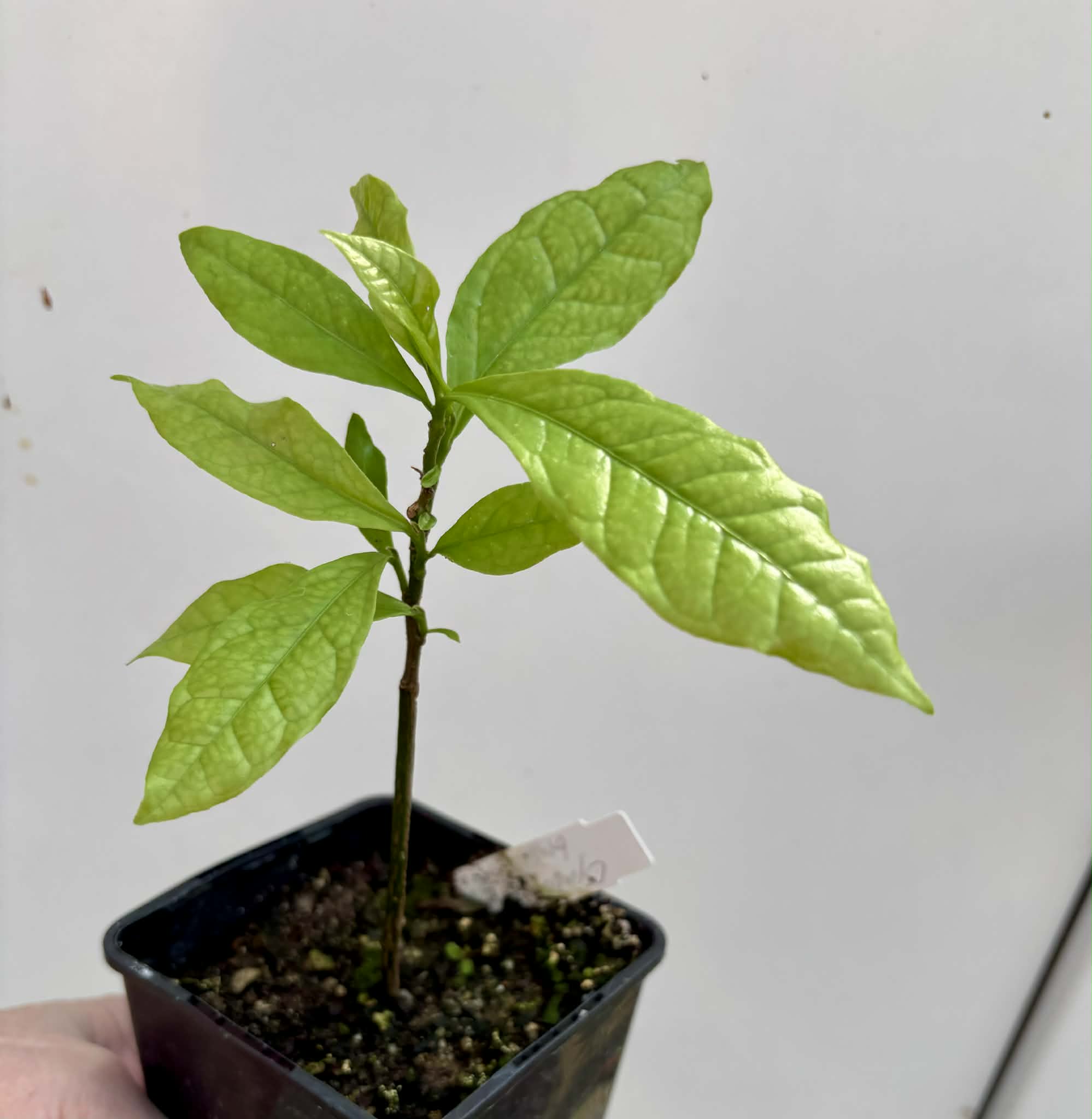 Cymbopetalum brasiliensis - 1 potted seedling / 1 getopfter Sämling