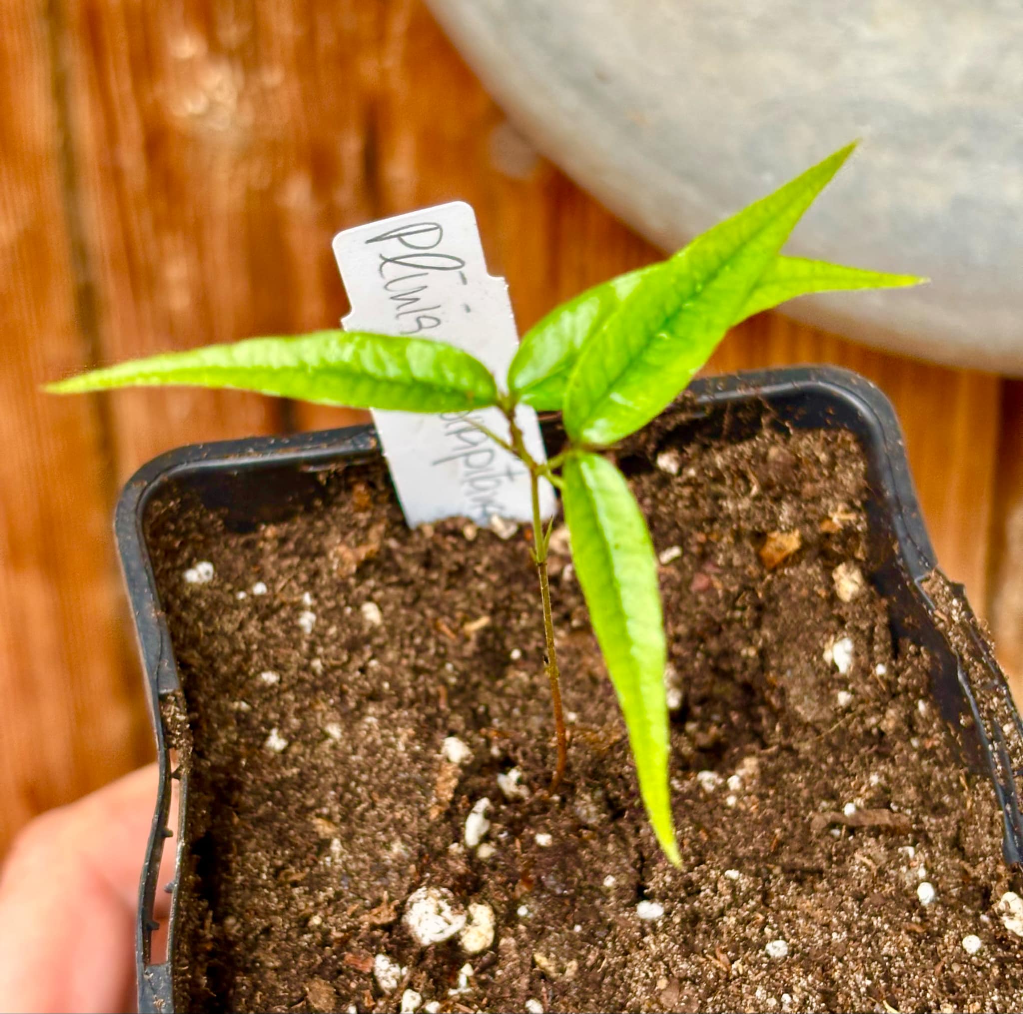Plinia sp Ibirapitanga -  1 fresh potted seedling / 1 frisch getopfter Sämling