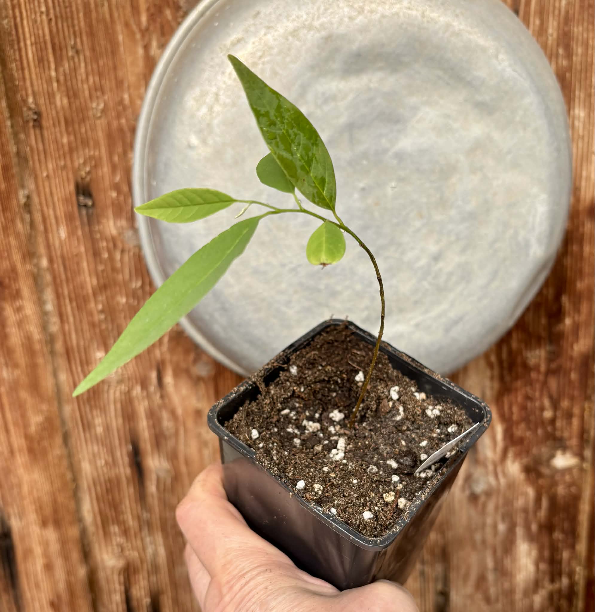 Annona emarginata - 1 potted plant / 1 getopfte Pflanze