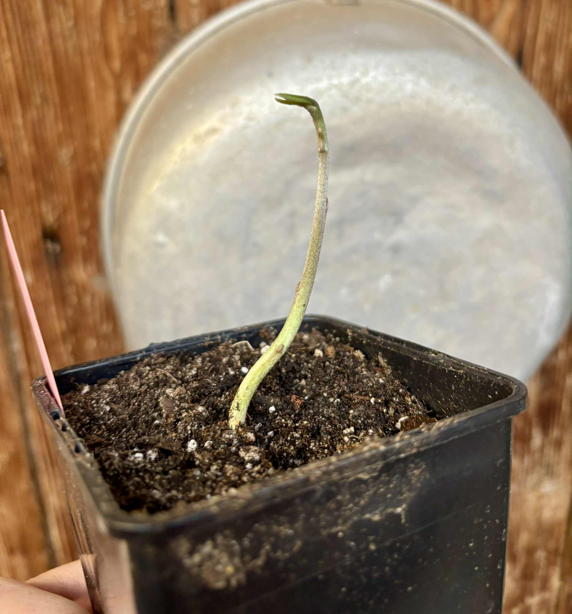 Pouteria glomerata - 1 potted seedling / 1 getopfter Sämling