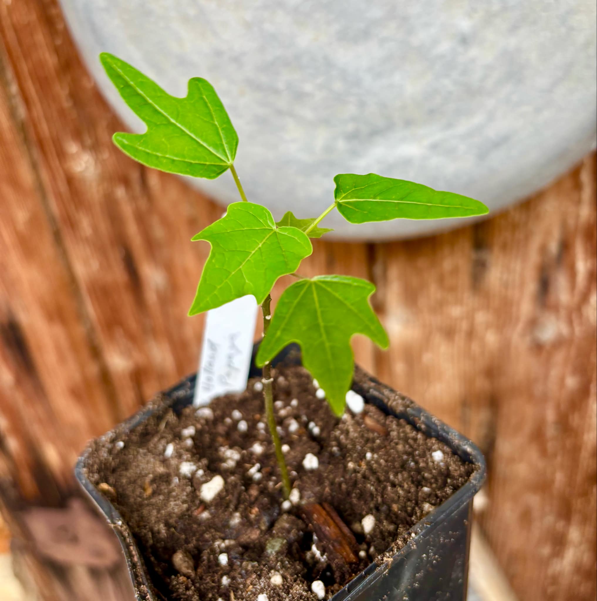 Red Holland Papaya (Carica papaya) - 1 small potted seedling / 1 kleiner, getopfter Sämling