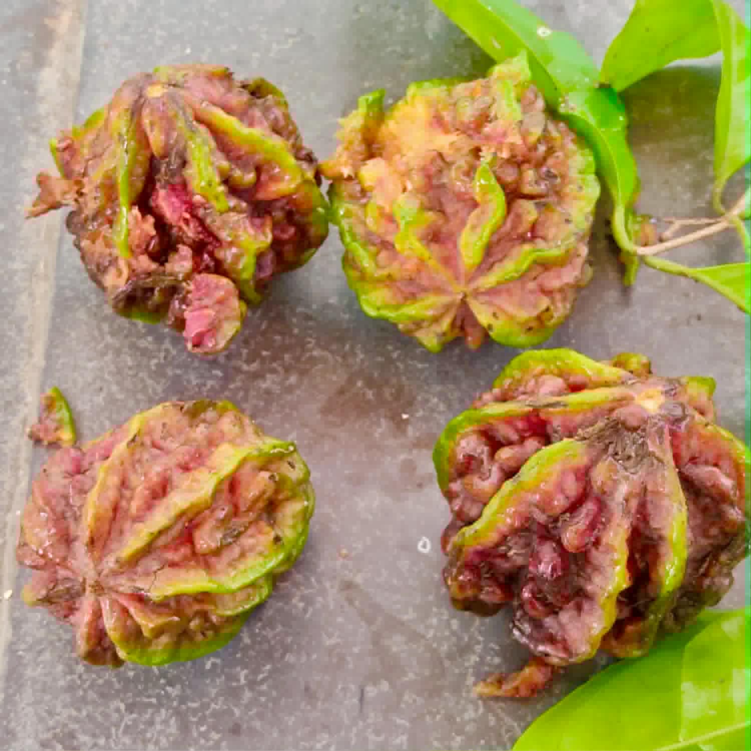 Pre Order - Eugenia sp Carambola - 1 fresh seed / 1 frischer Samen