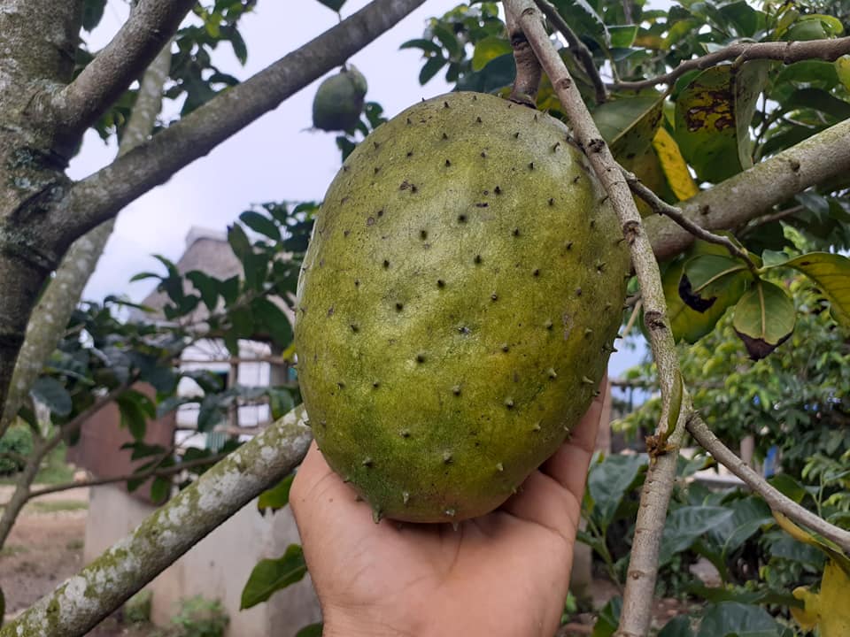 Annona montana var. Gaspar (Anestor Mezzomo) - 1 fresh seed / 1 frischer Samen