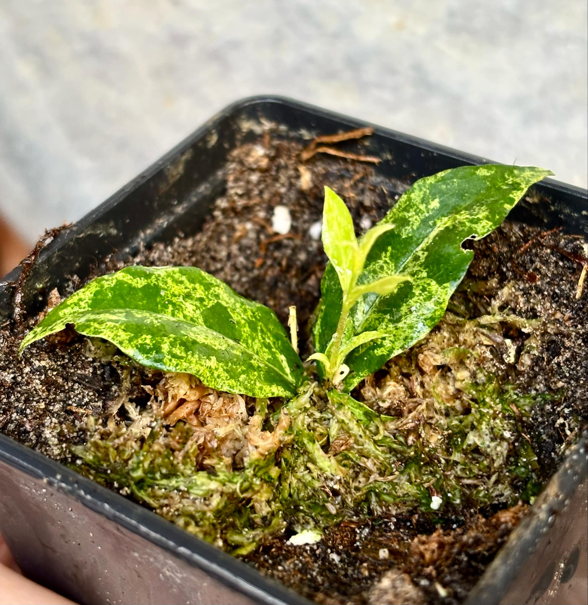 variegated Acerola (Malpighia glabra) rooted cutting - 1 potted rooted cutting / 1 getopfter, bewurzelter Steckling