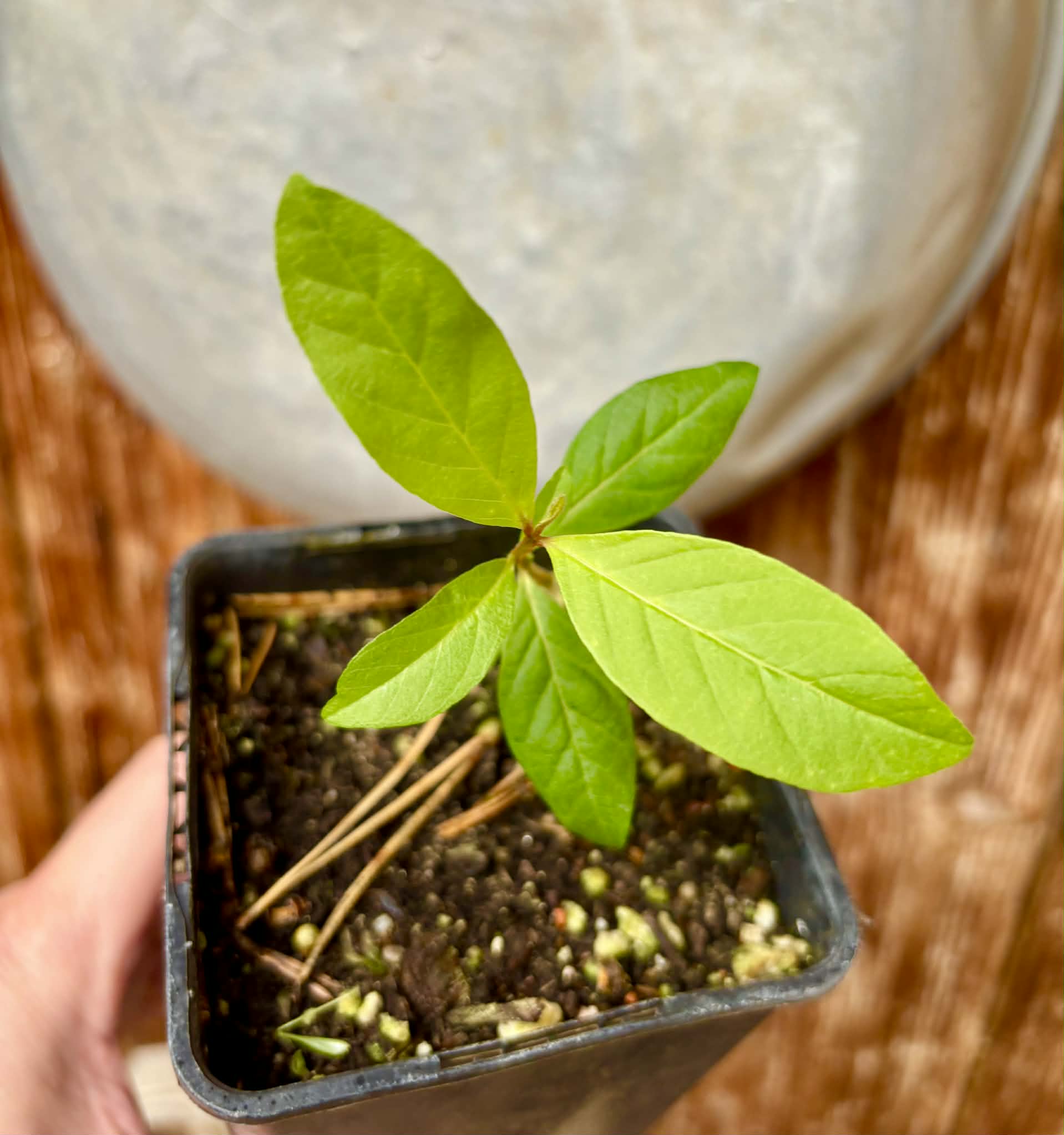 Psidium guajava  "Paluma"  - 1 potted seedling / 1 getopfter Sämling