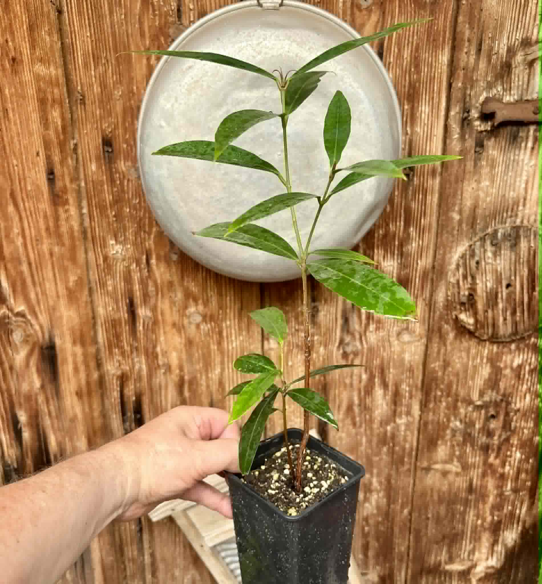 Eugenia sp Jambo da Mata -  1  potted seedling / 1 getopfter Sämling