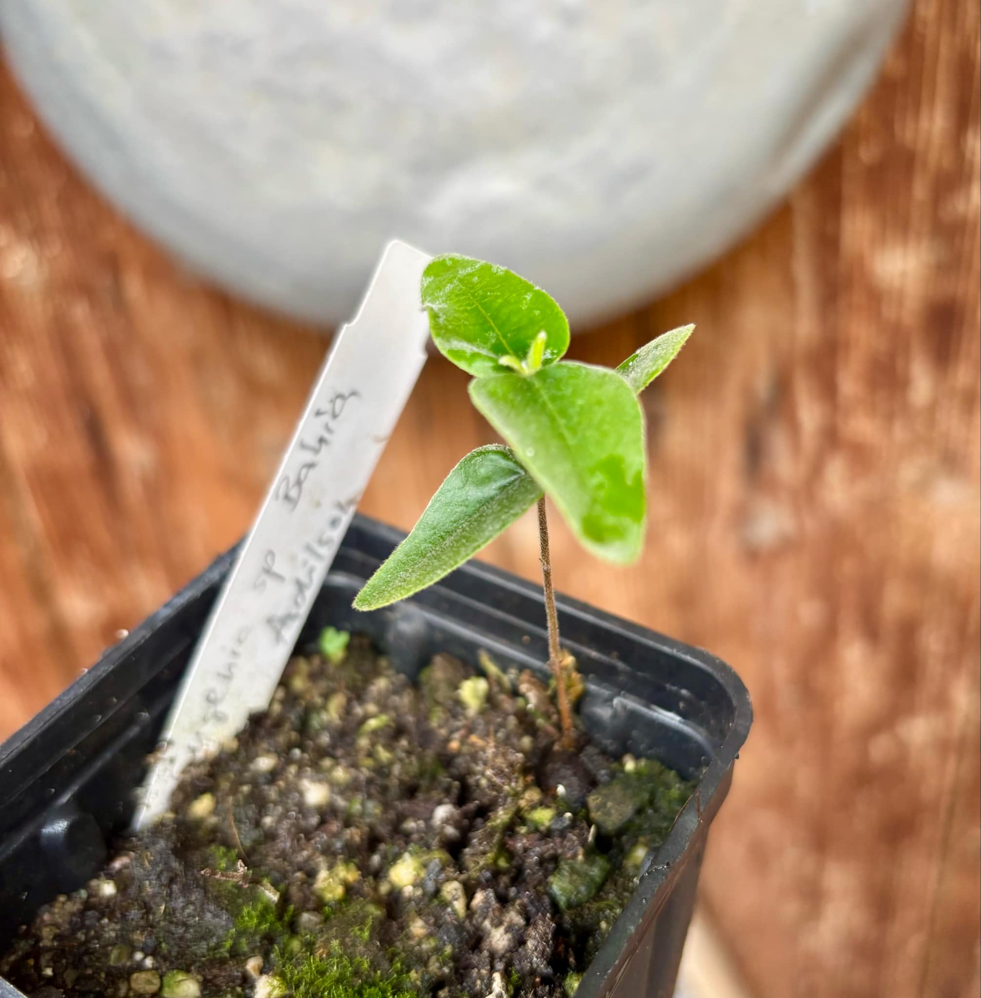 Eugenia sp Bahia Adilson - 1 small potted seedling / 1 kleiner, getopfter Sämling