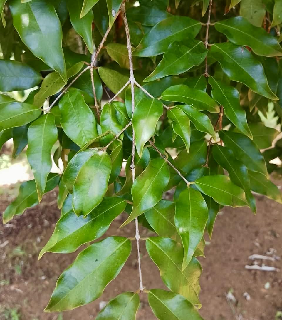 Pre Order - Plinia sp UNA justino -  1 fresh seed / 1 frischer Samen