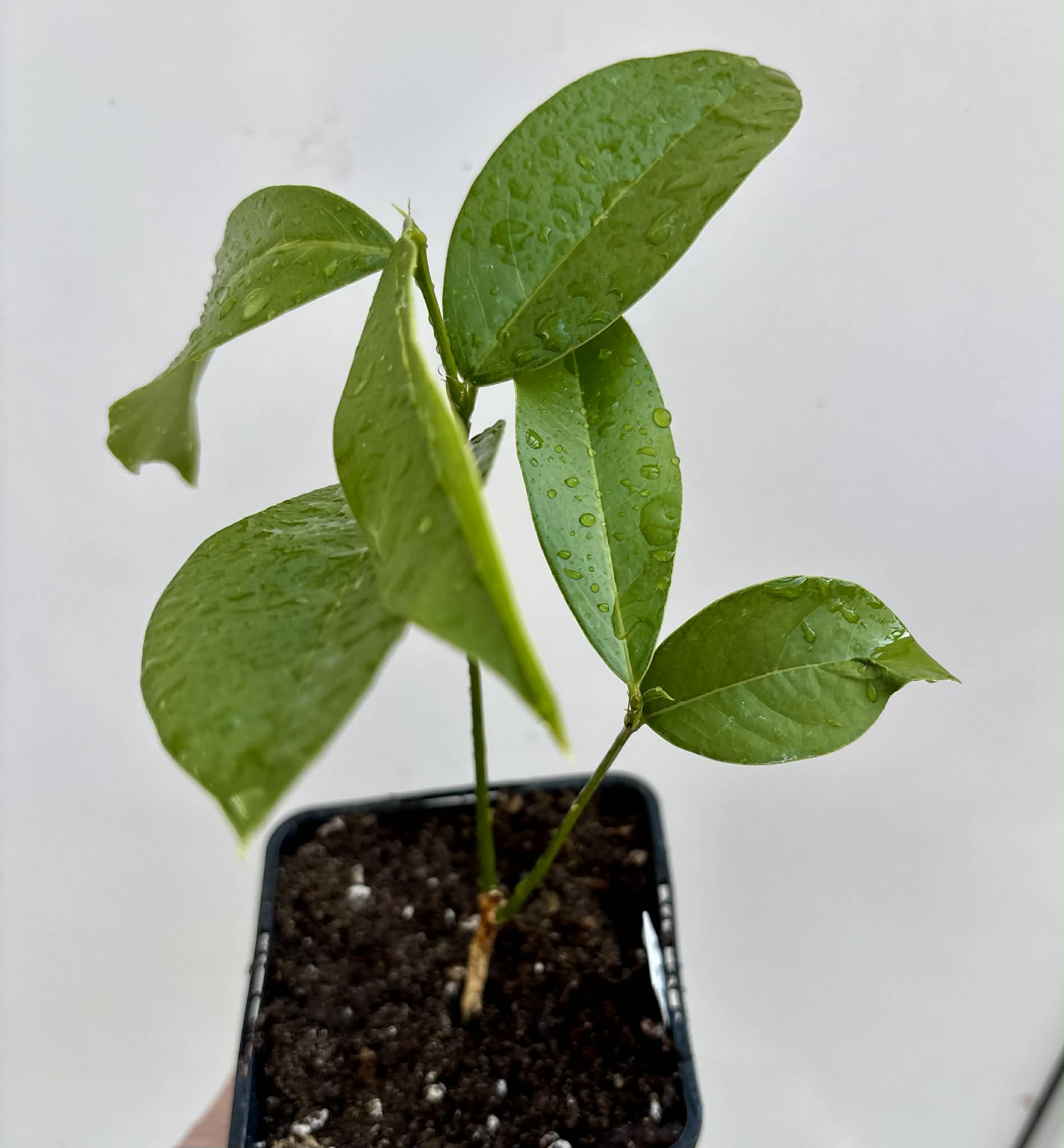 Zollernia ilicifolia - 1 potted seedling / 1 getopfter Sämling