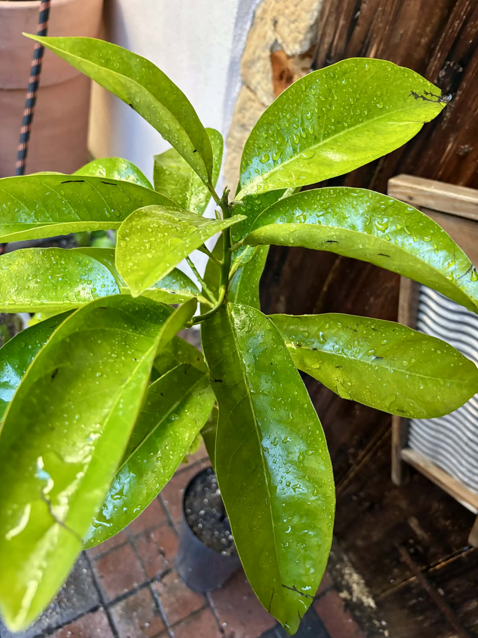 4 years old - Diospyros nigra - Black Sapote Nr.1 - 1 potted plant / 1 getopfte Pflanze