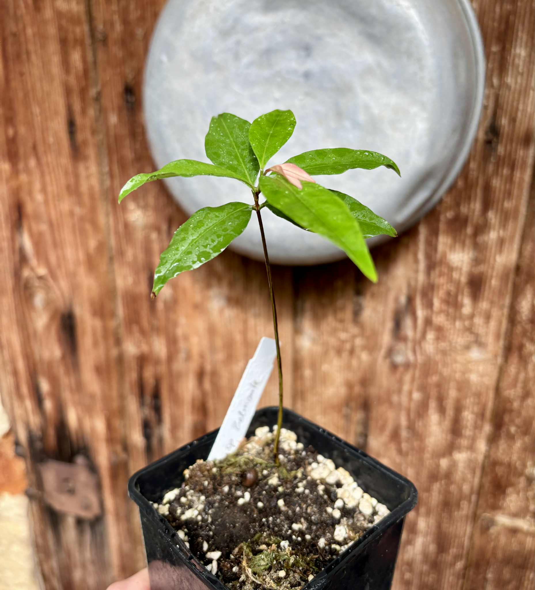 Eugenia sp Belmonte -  1 potted seedling / 1 getopfter Sämling
