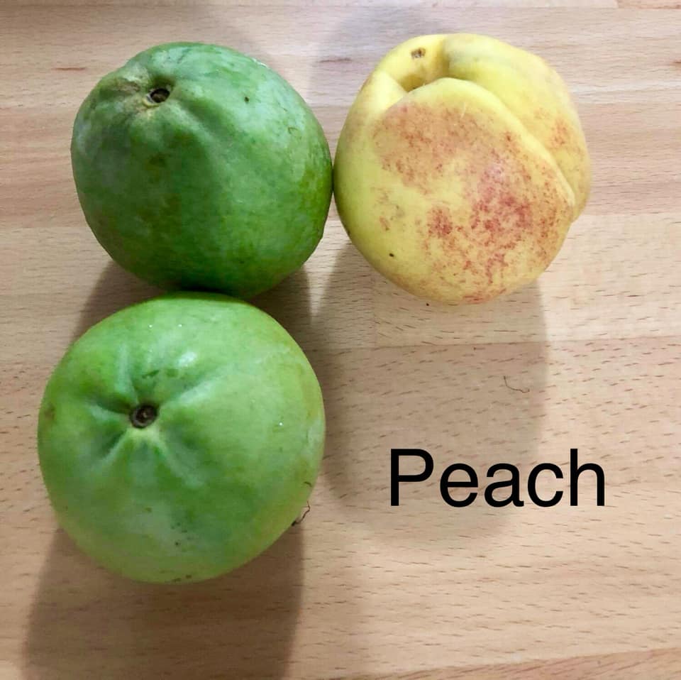 2 different Guava - Red Malaysian Guava and Peach Guava  - 2 plants in one pot / 2 Pflanzen in einem Topf