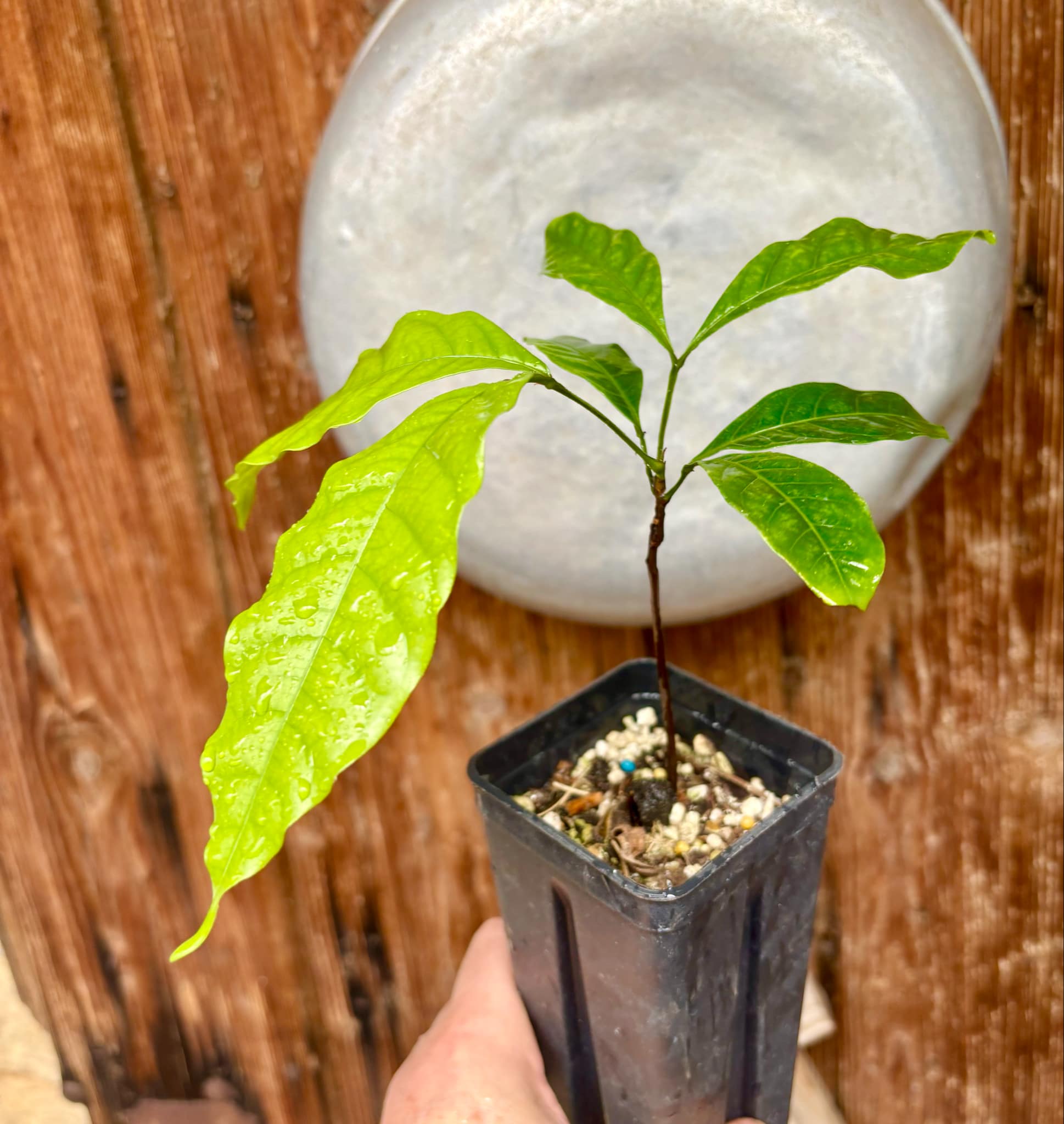 Mamoncillo (Melicoccus bijugatus) - 1 potted plant / 1 getopfte Pflanze Mamoncillo (Melicoccus bijugatus) - 1 potted plant / 1 getopfte Pflanze