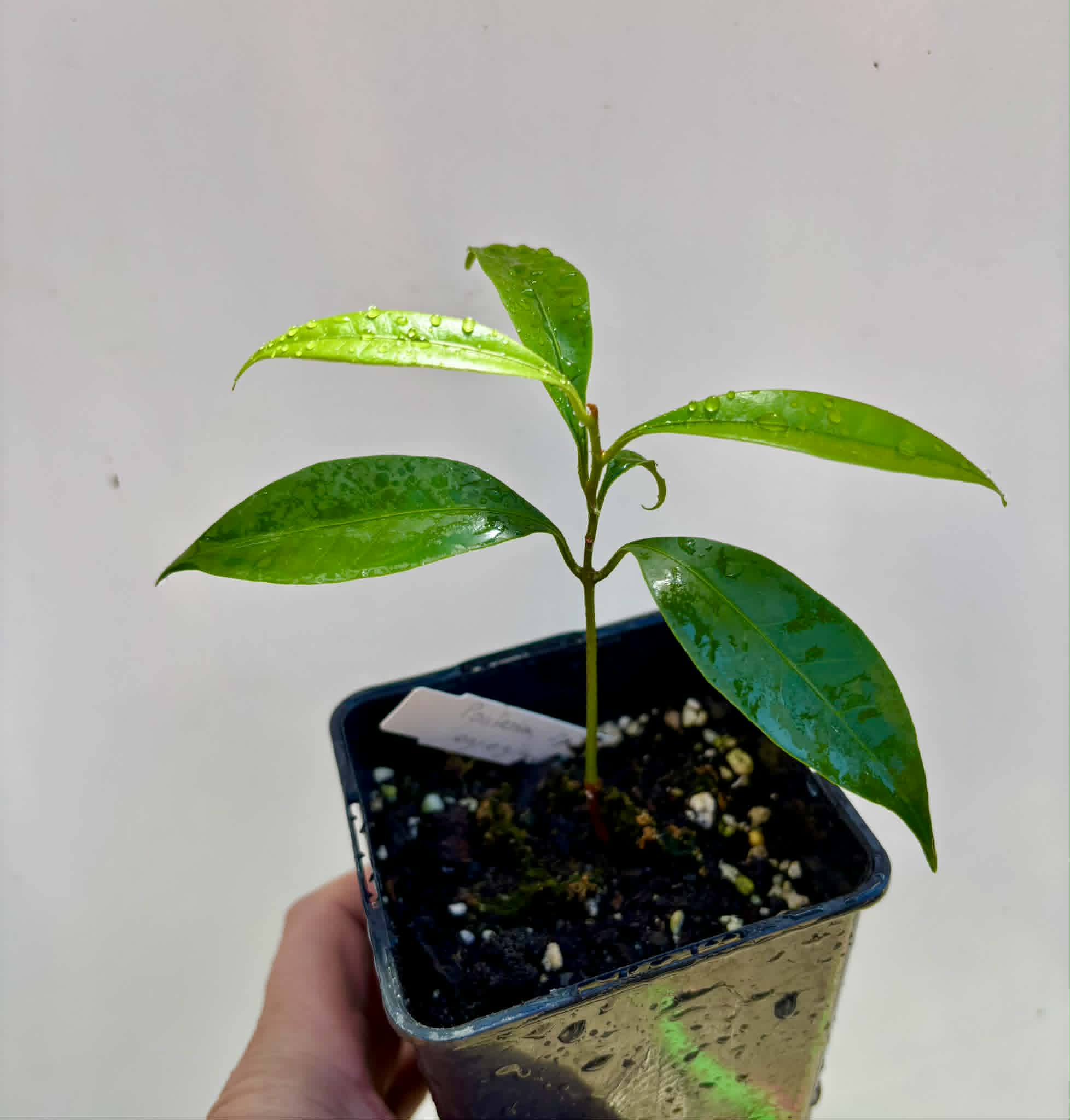 Pouteria aff egregia  -  1 potted seedling / 1 getopfter Sämling