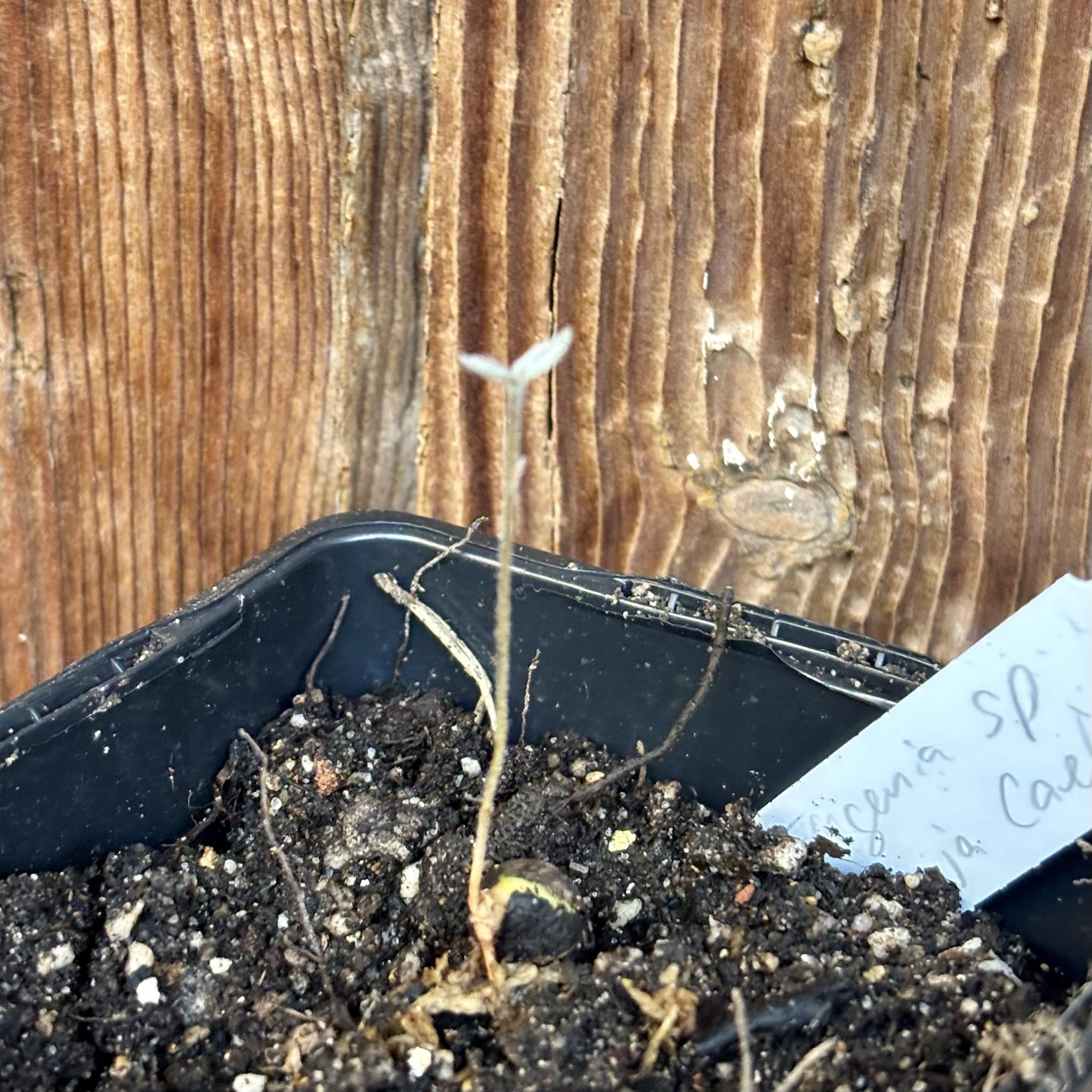 Eugenia sp Laranja Caetite -  1 small potted seedling / 1 kleiner, getopfter Sämling