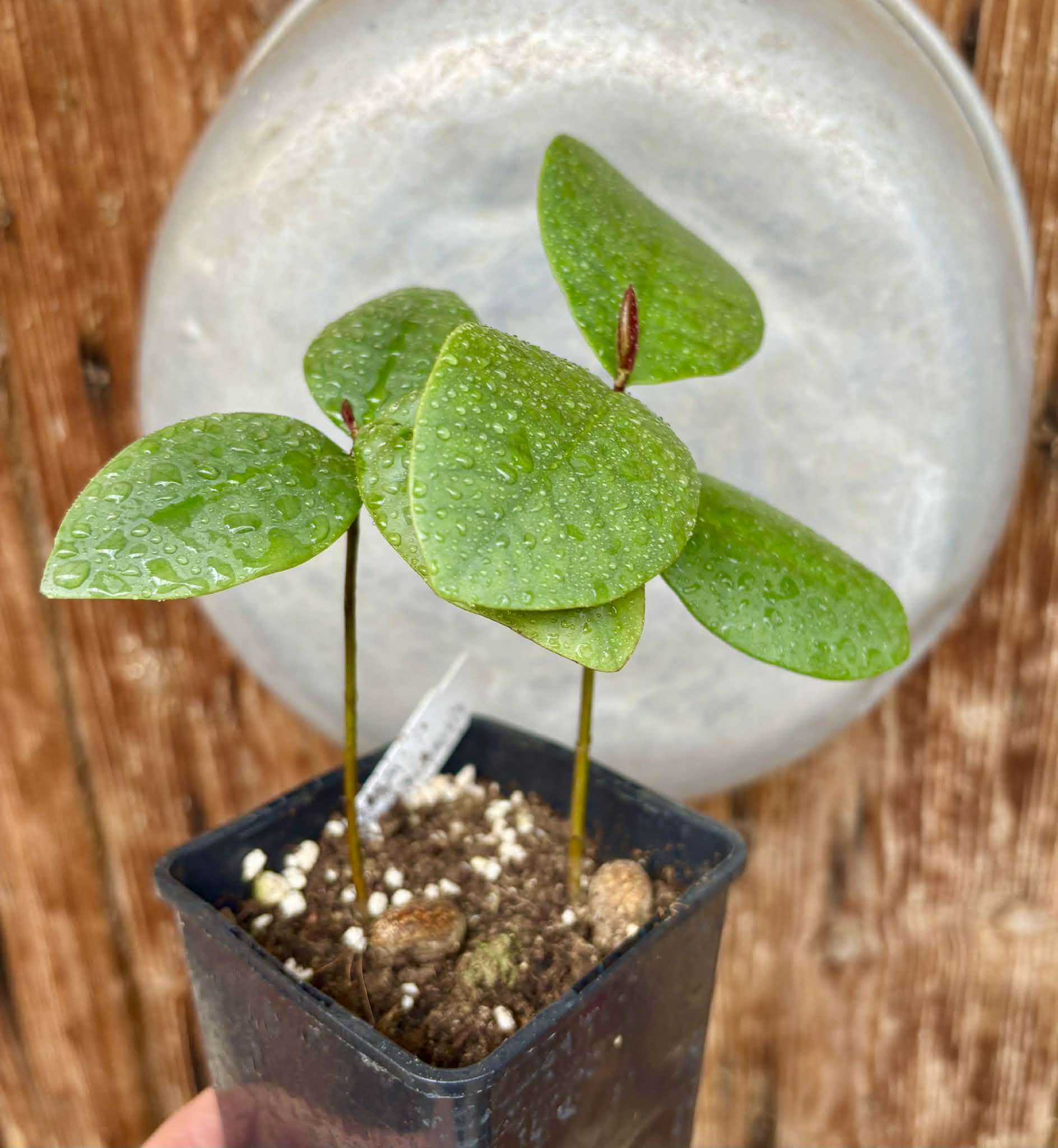 2 in 1 pot - Eugenia itapemirimensis - 1 potted plant / 1 getopfte Pflanze