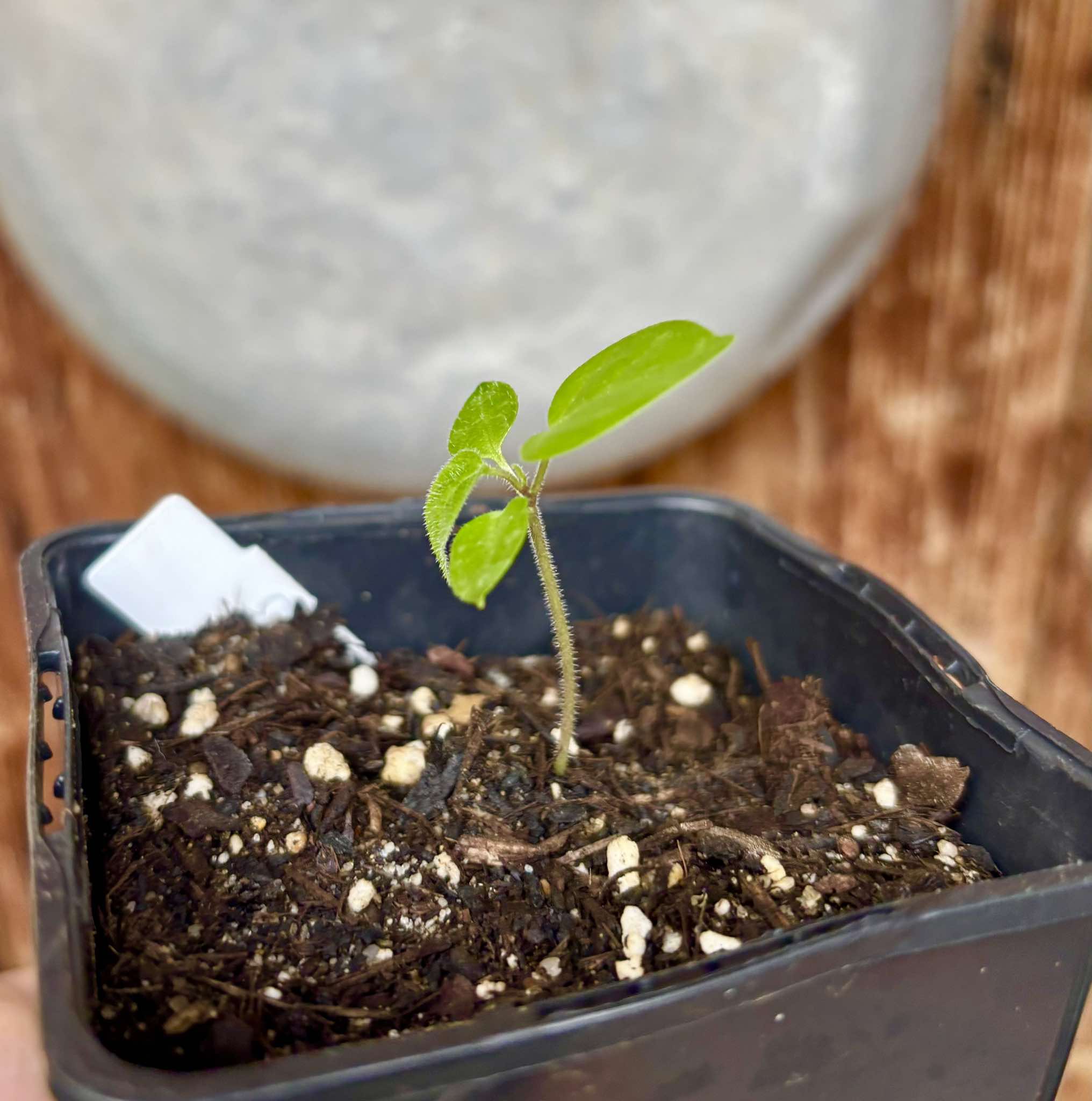 Guava Tamarillo (Solanum diploconos) - 1 small potted seedling / 1 kleiner, getopfter Sämling Guava Tamarillo (Solanum diploconos) - 1 small potted seedling / 1 kleiner, getopfter Sämling
