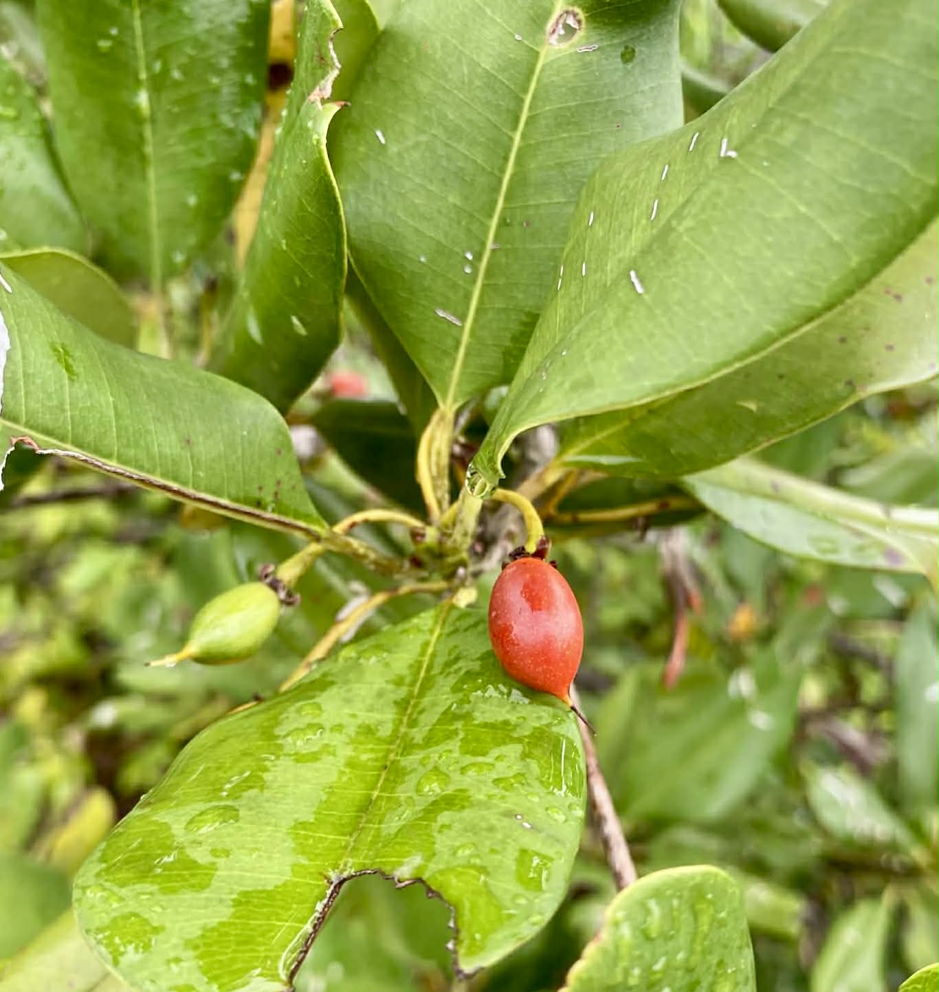 Manilkara sp Bahia - 1 fresh seed / 1 frischer Samen