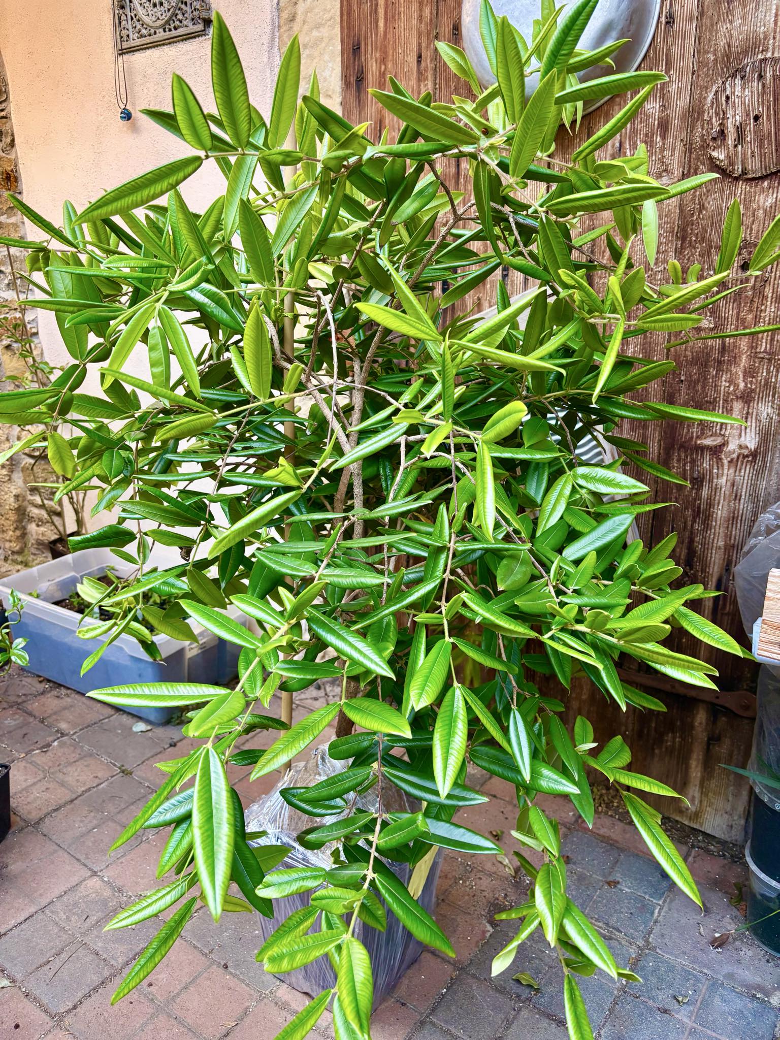 9 years old - Yellow Jaboticaba (Myrciaria glazioviana) - 1 potted plant / 1 getopfte Pflanze 