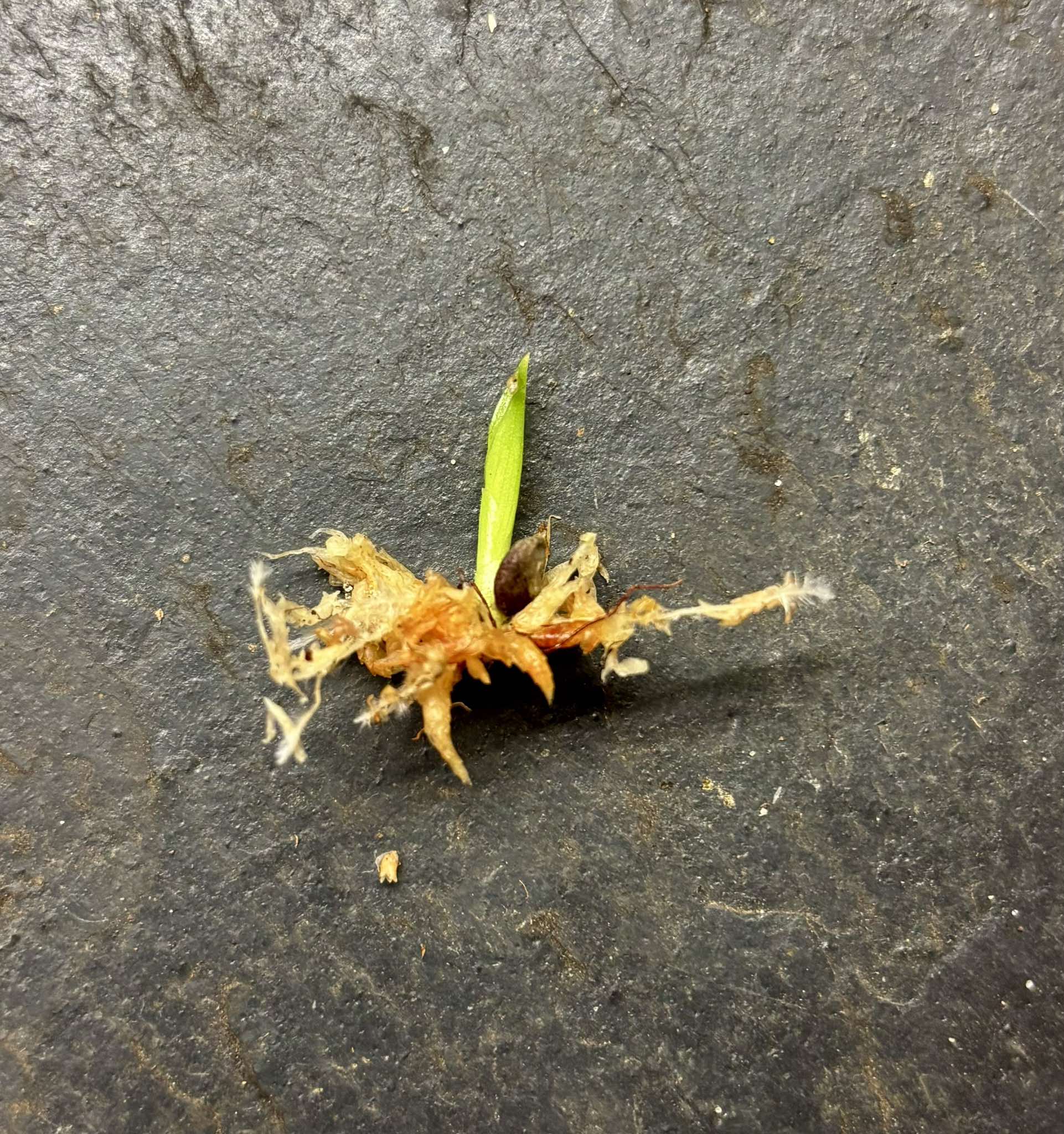 Gravata (Bromelia antiacantha) - 1 germinated seed / 1 gekeimter Samen Gravata (Bromelia antiacantha) - 1 germinated seed / 1 gekeimter Samen