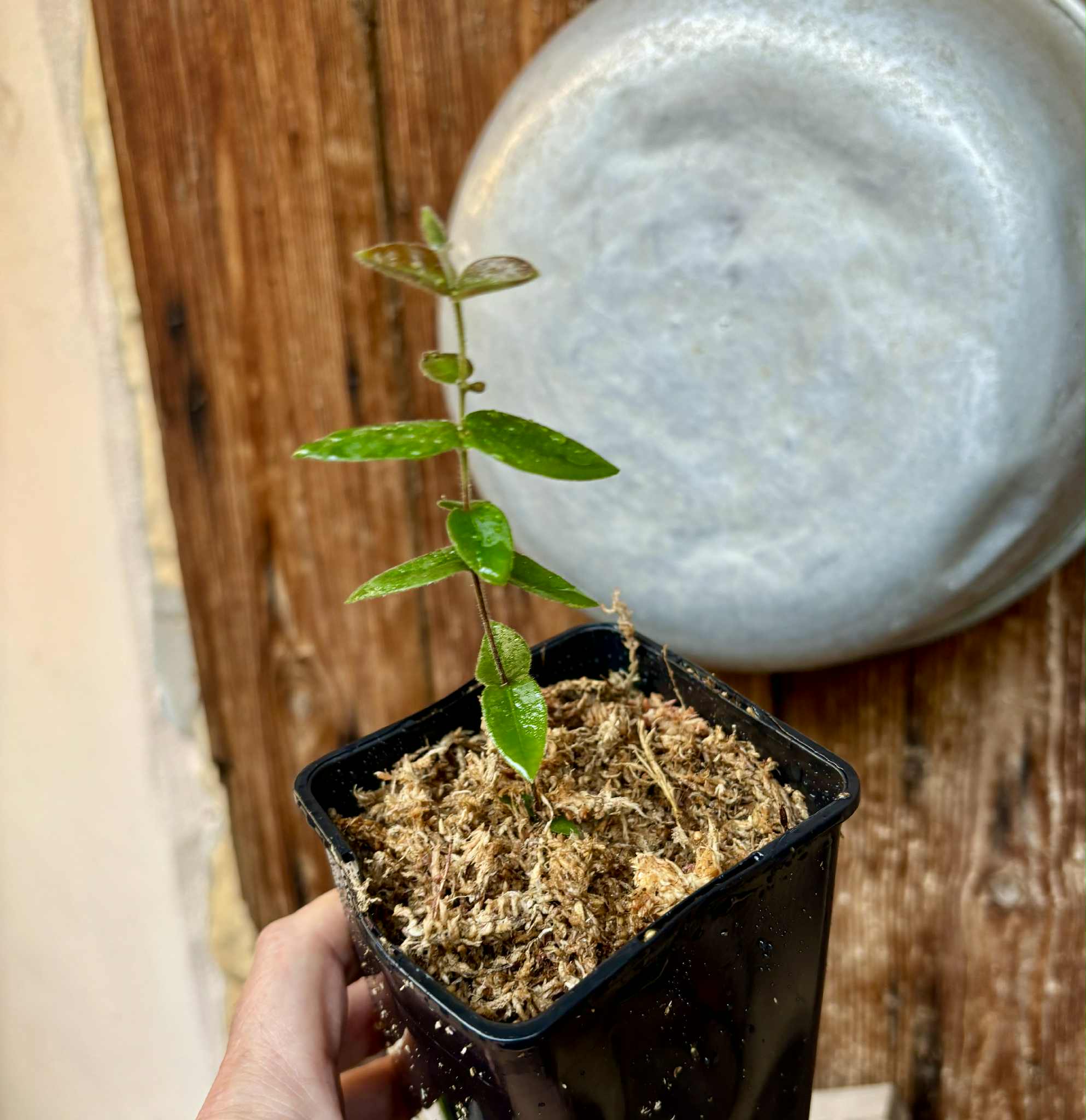Myrciaria caerulescens (Roxa - Blue Guaquiea) - 1 potted seedling / 1 kleiner, getopfter Sämling