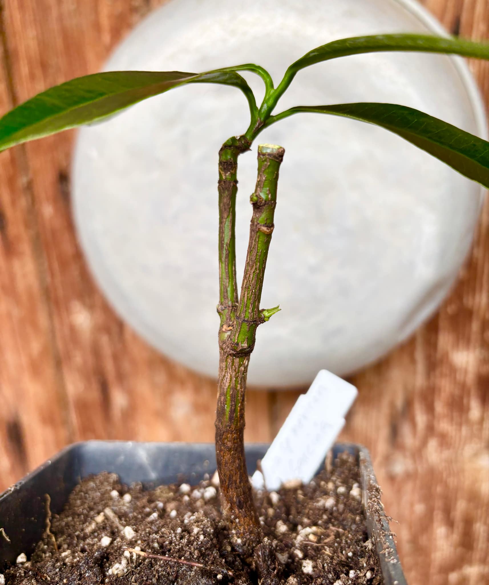 Garcinia sp. mexican - Luc's Garcinia - 1 potted plant / 1 getopfte Pflanze