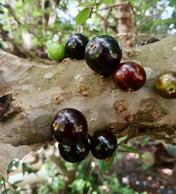 Pre Order - Plinia sp Lagoa black -  1 fresh seed / 1 frischer Samen