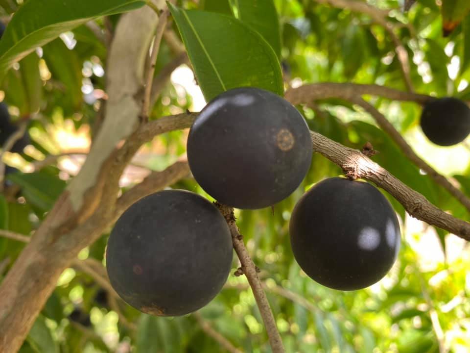 Blue Jaboticaba - Myrciaria vexator - 1 fresh seed / 1 frischer Samen